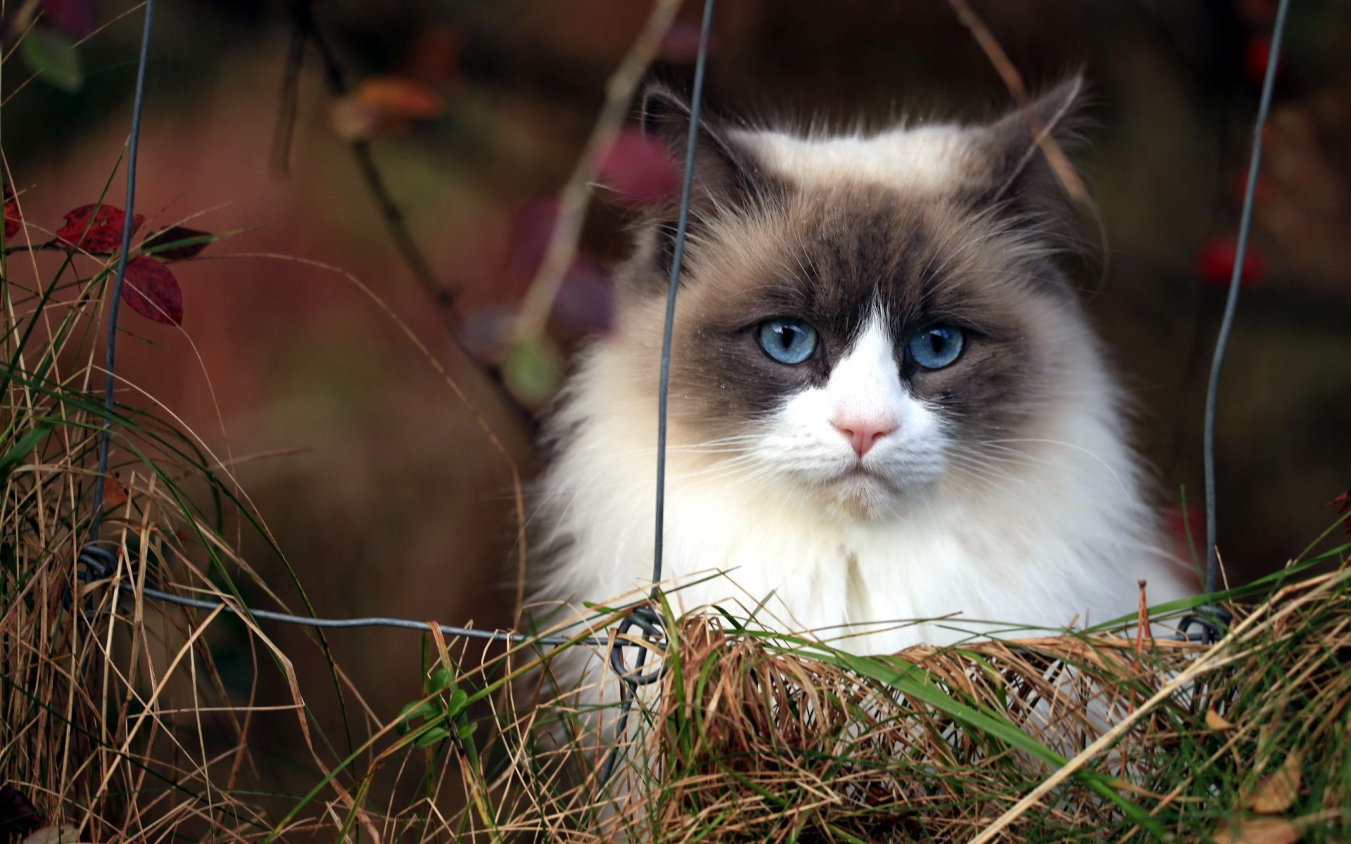 gato valla fondo