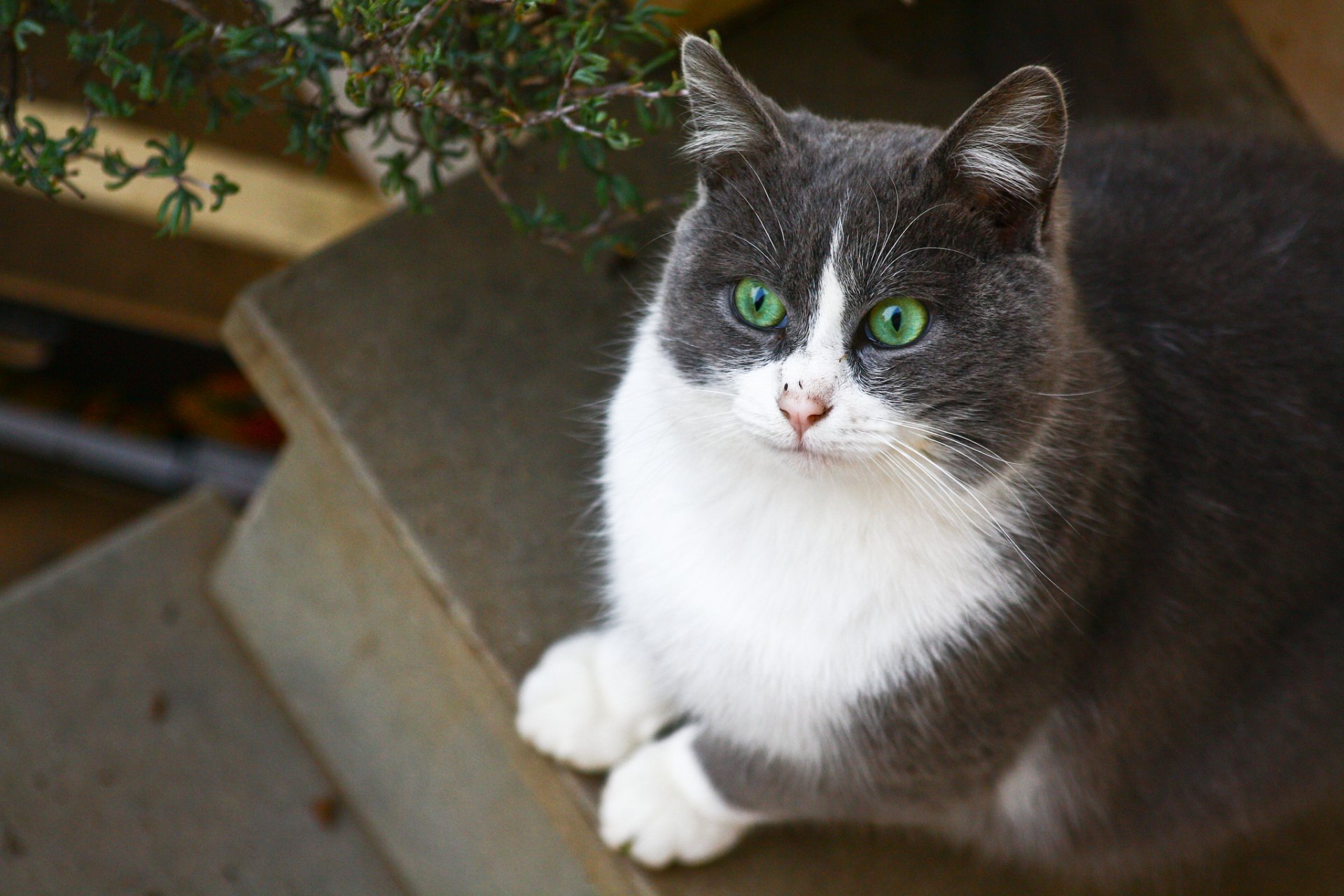 cat green-eyed white-gray sitting