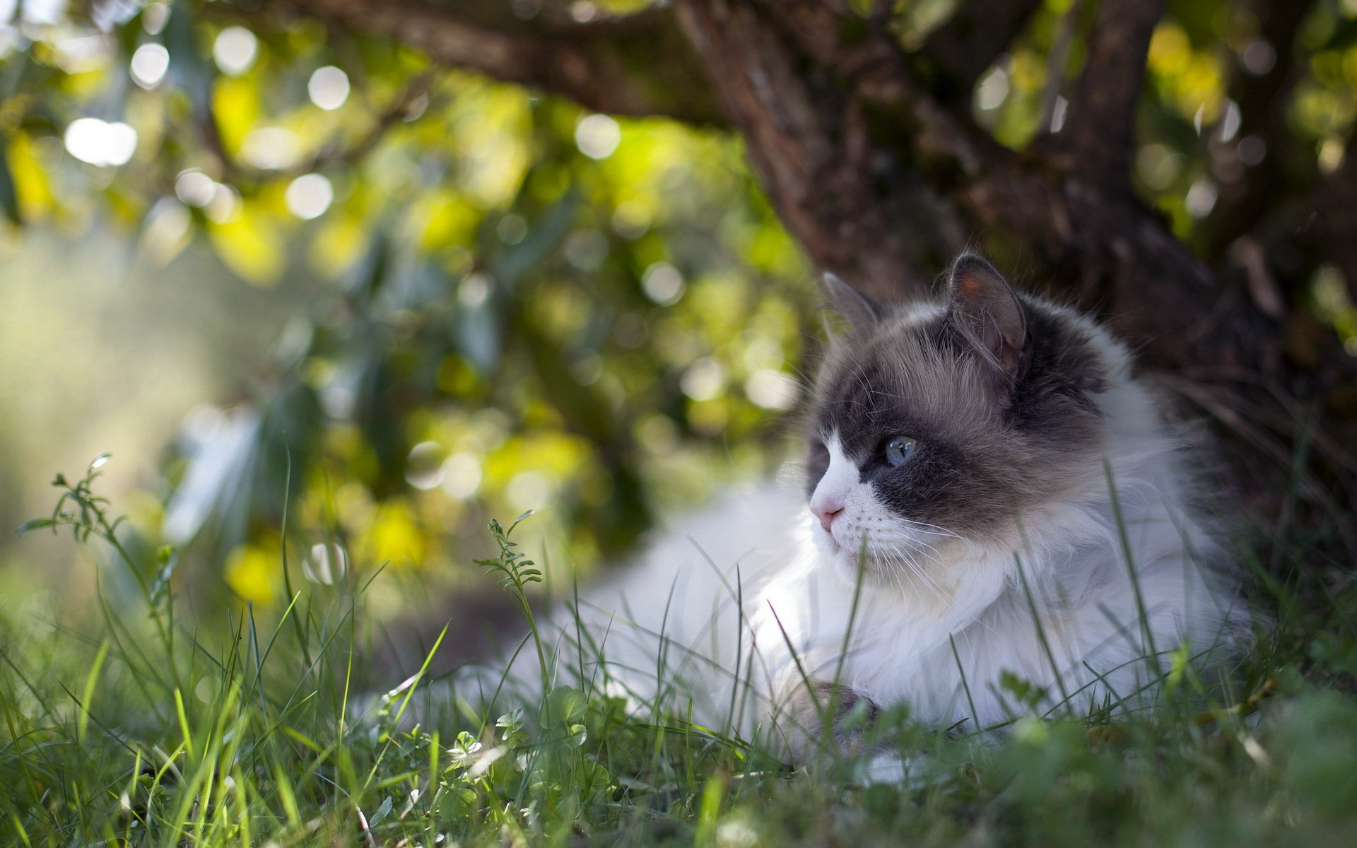 cat summer nature