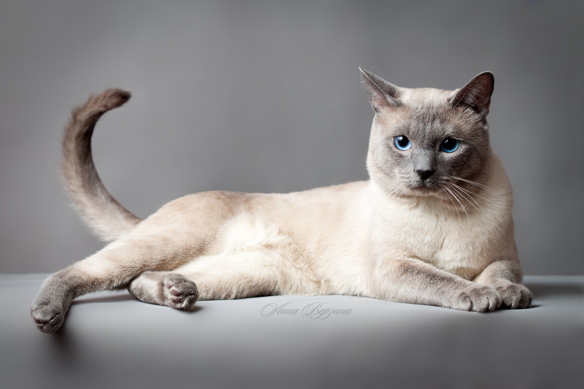 thailändische katze thailändische katze katze katze augen grauer hintergrund