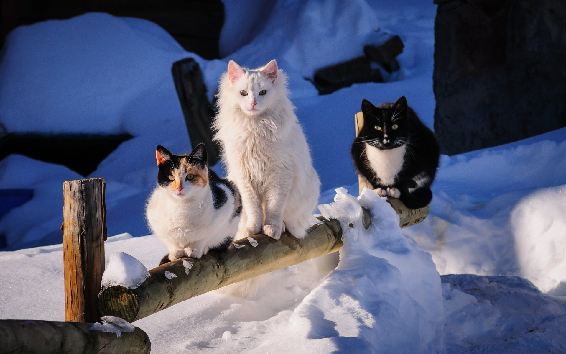 trío invierno nieve amigos