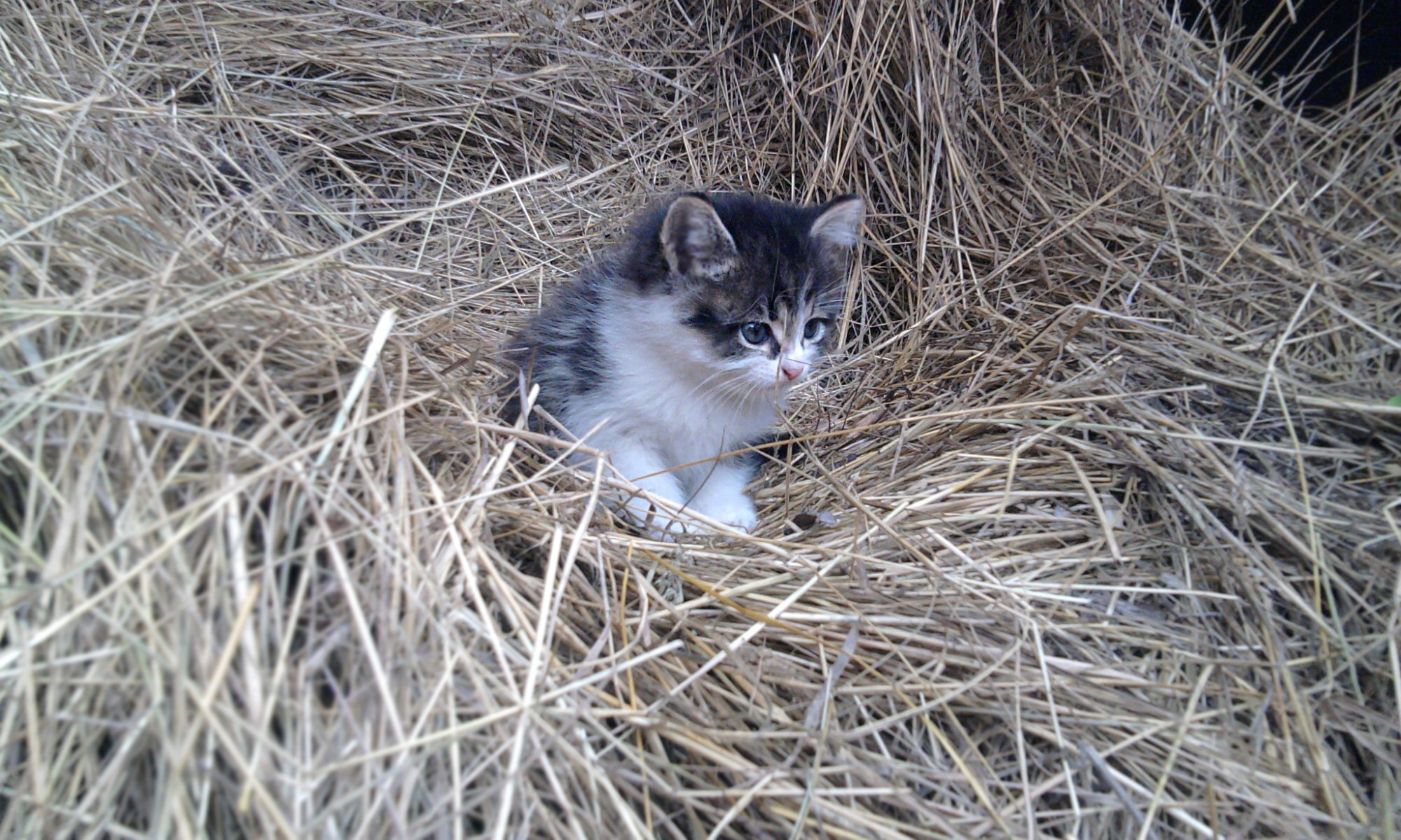 chaton gros plan foin chat animal