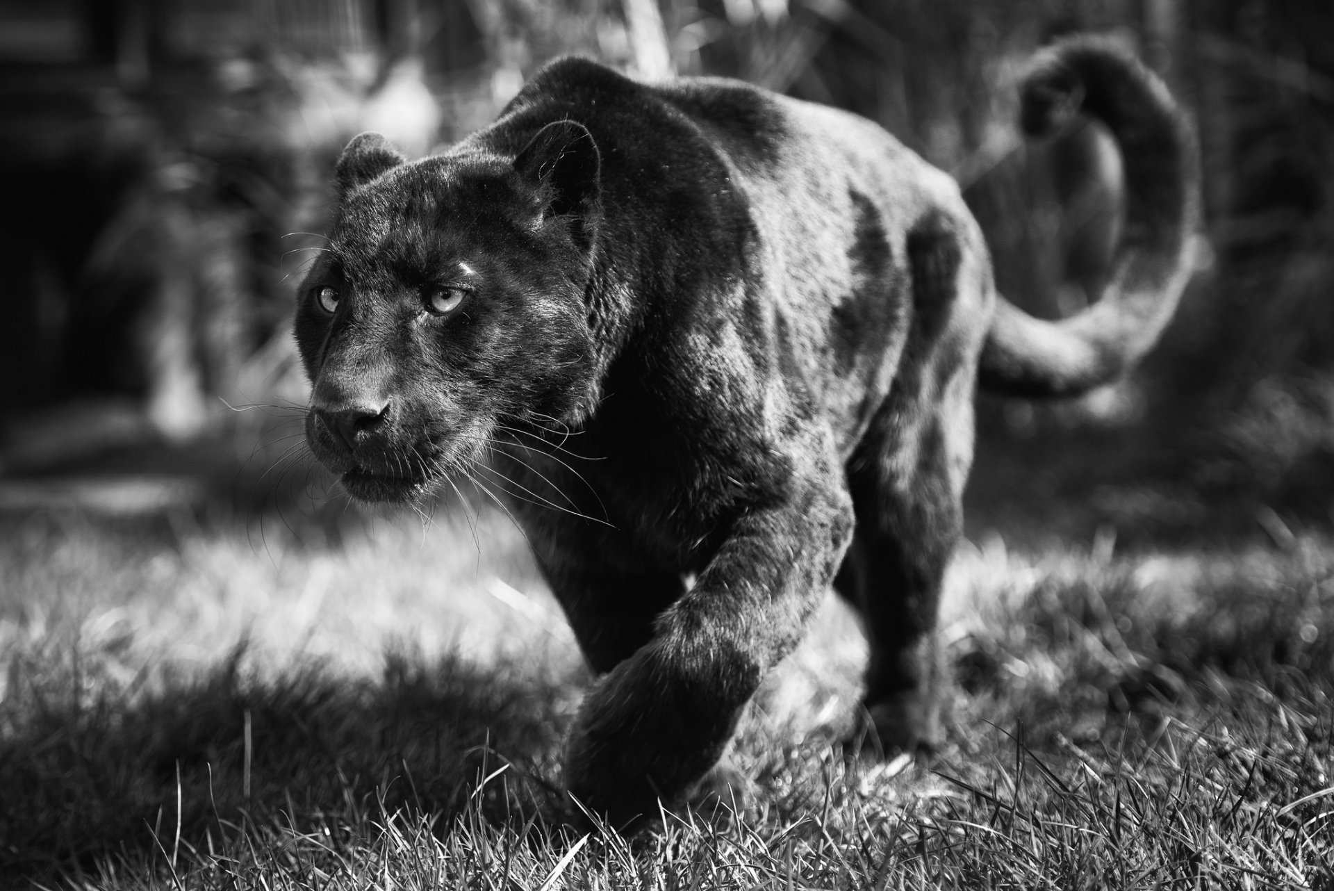 panthère chat sauvage prédateur museau noir et blanc