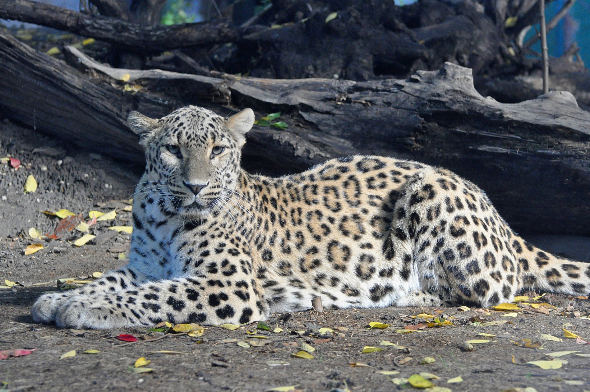 leopard persian sports view predator panthera pardu