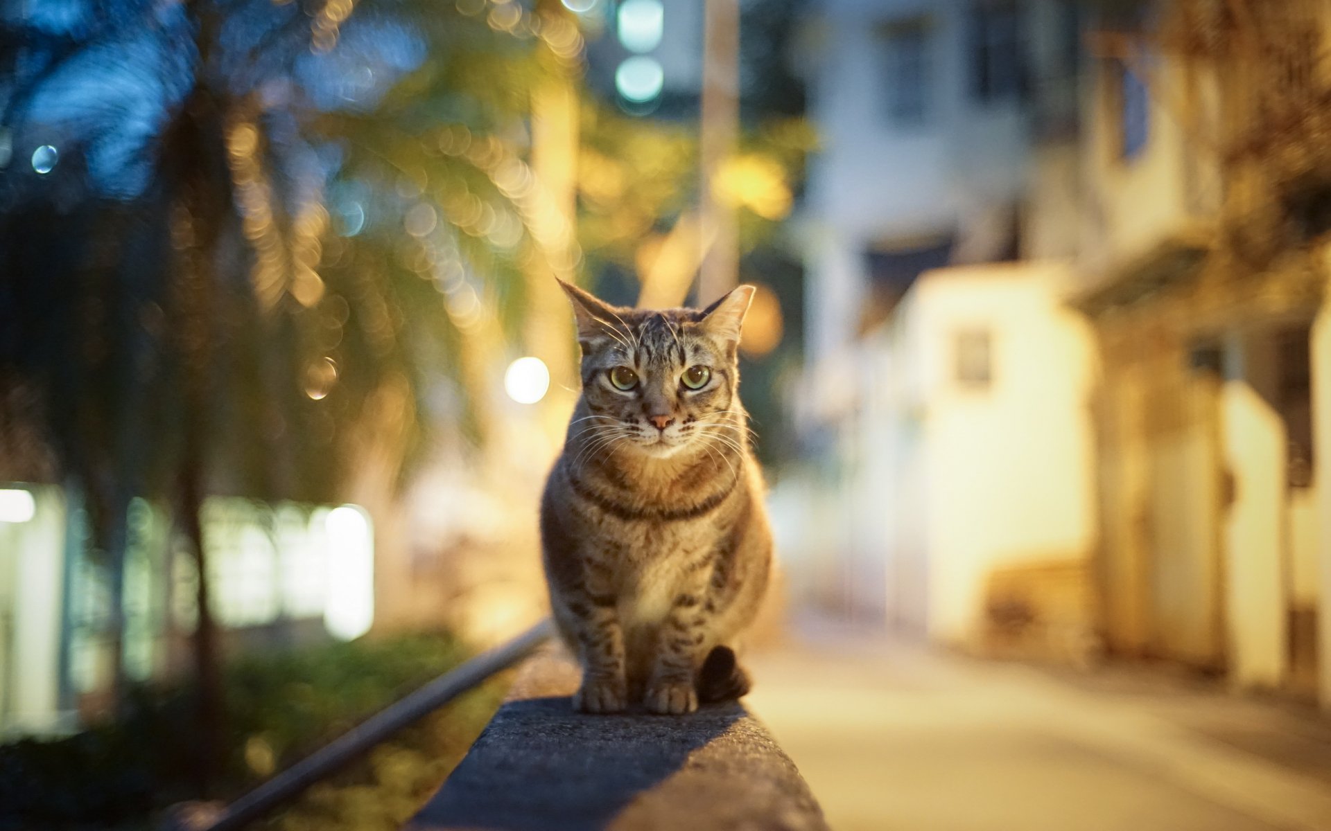 città strada sera luci abbagliamento gatto vista