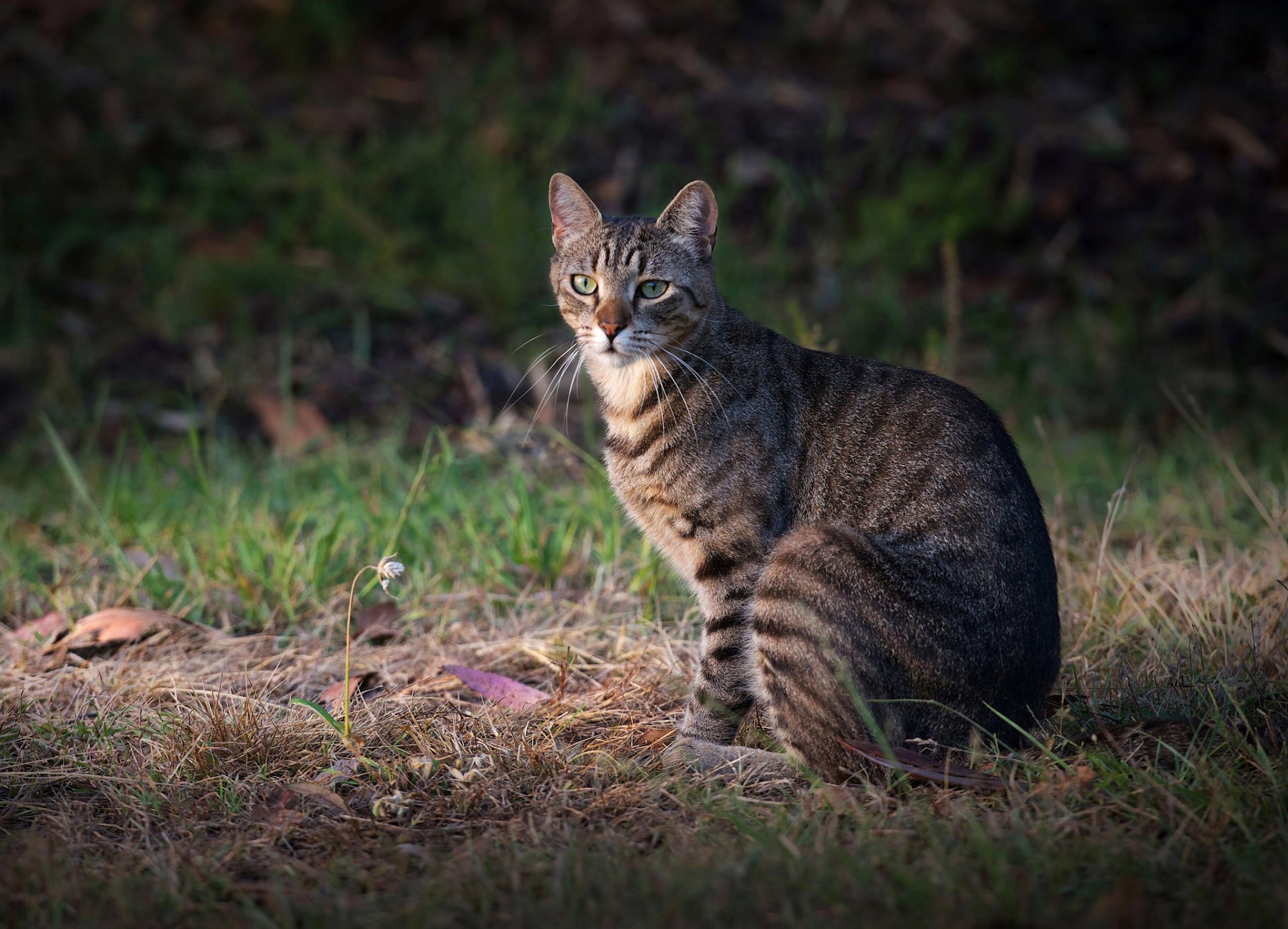 erba gatto grigio sguardo