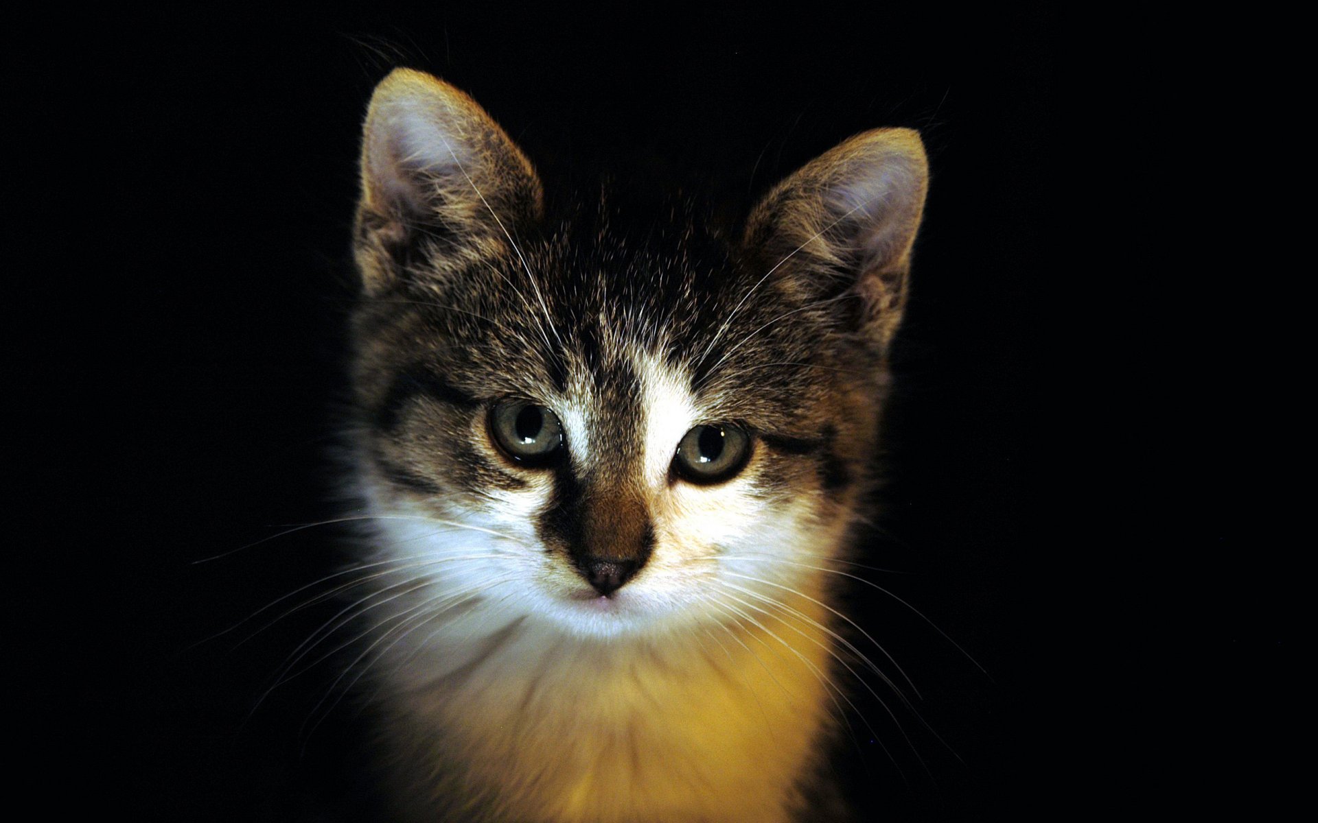 katzen kätzchen suchen dunkel