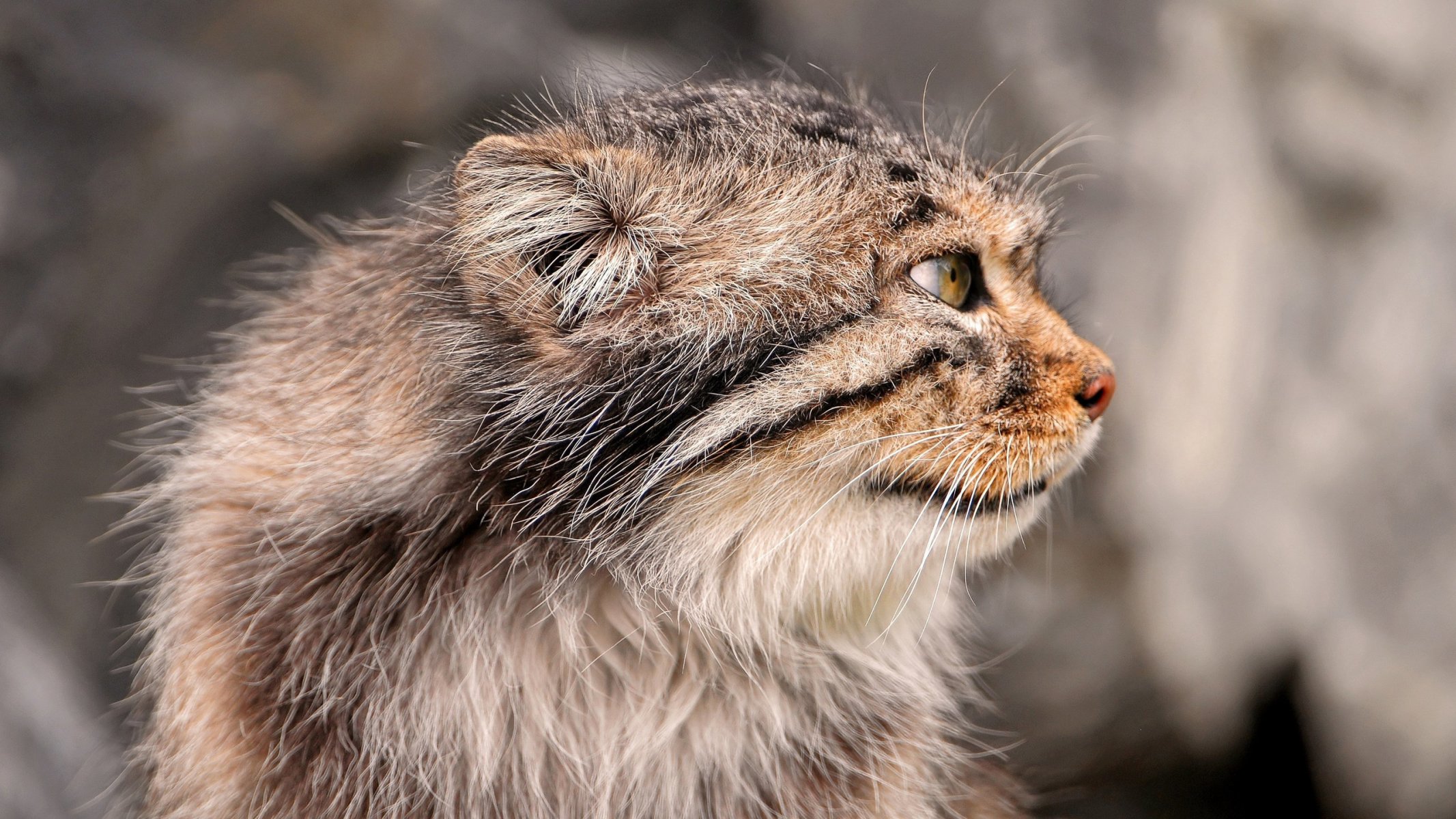 manul kot kot pysk wąsy łapy ogon