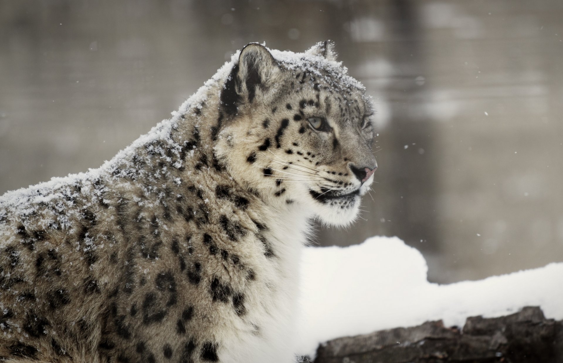 leopardo delle nevi irbis gatto selvatico predatore muso inverno neve