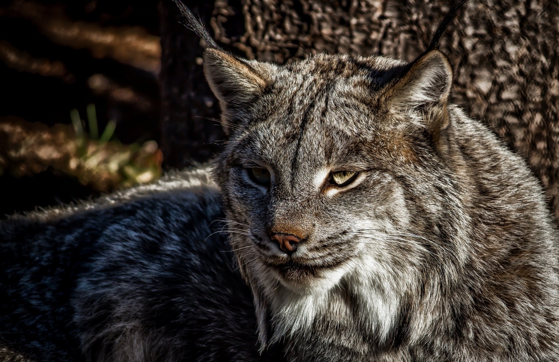 luchs raubtier katze