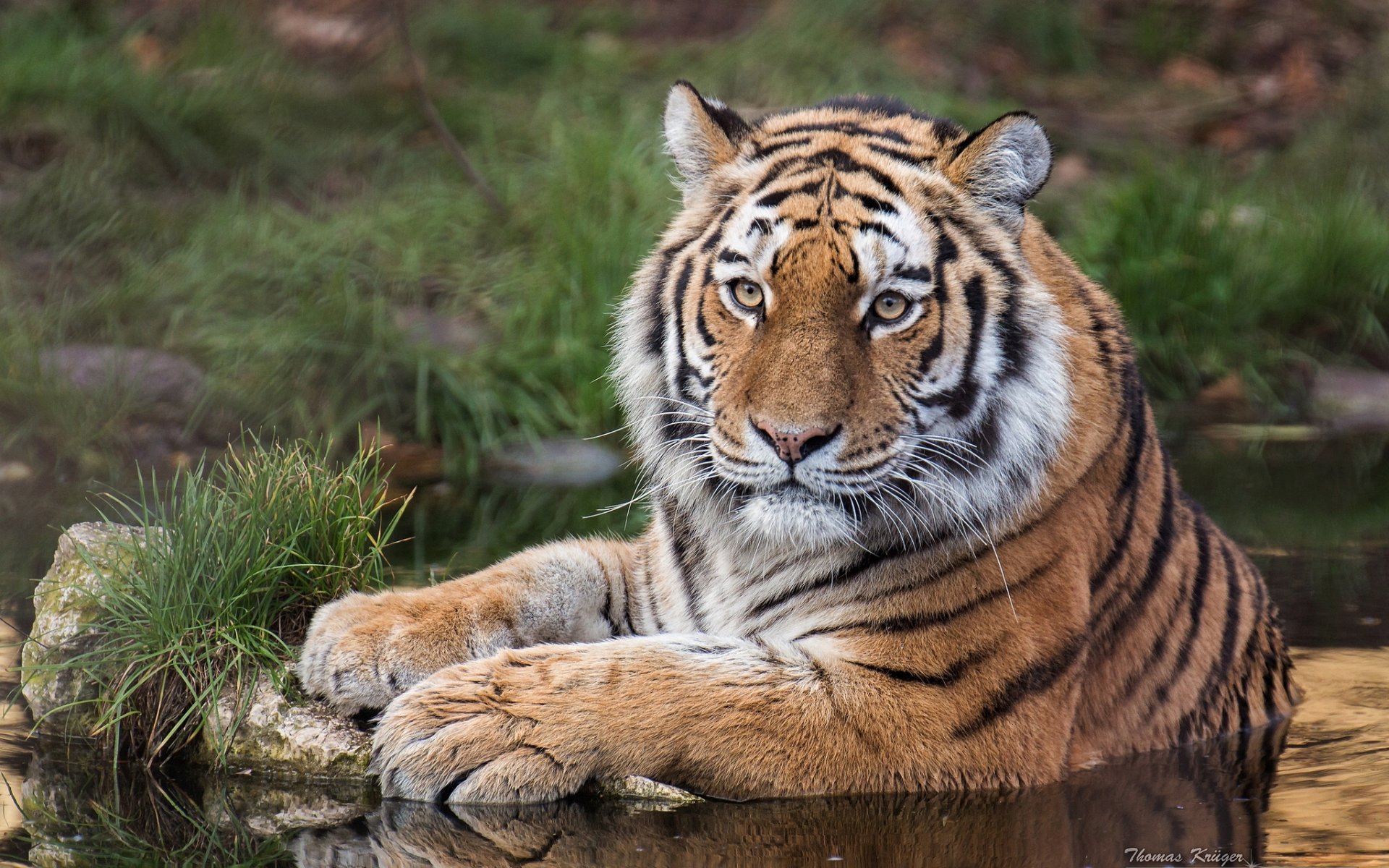 амурский тигр тигр дикая кошка хищник взгляд вода