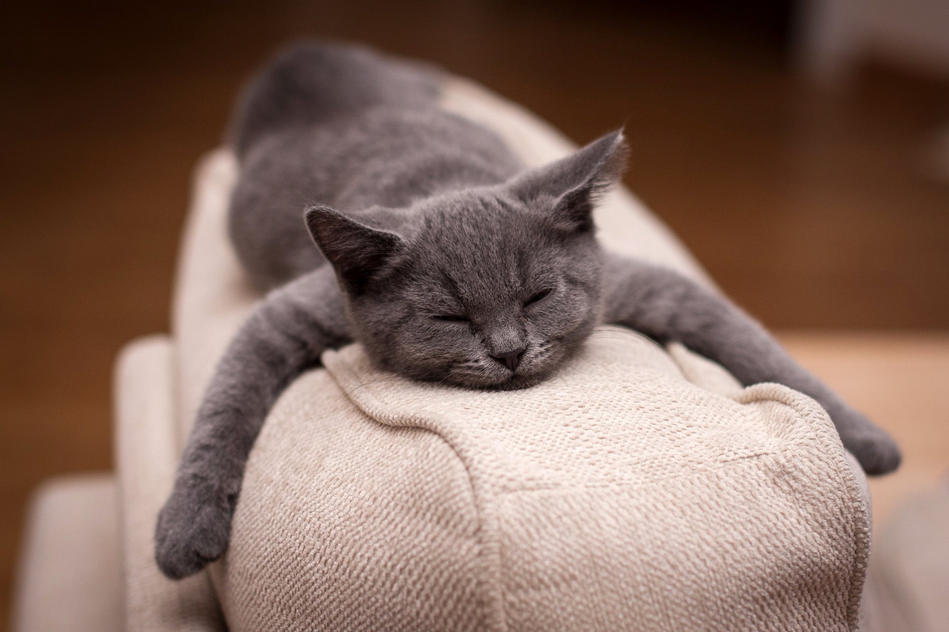 chaton gris dort se trouve pattes canapé