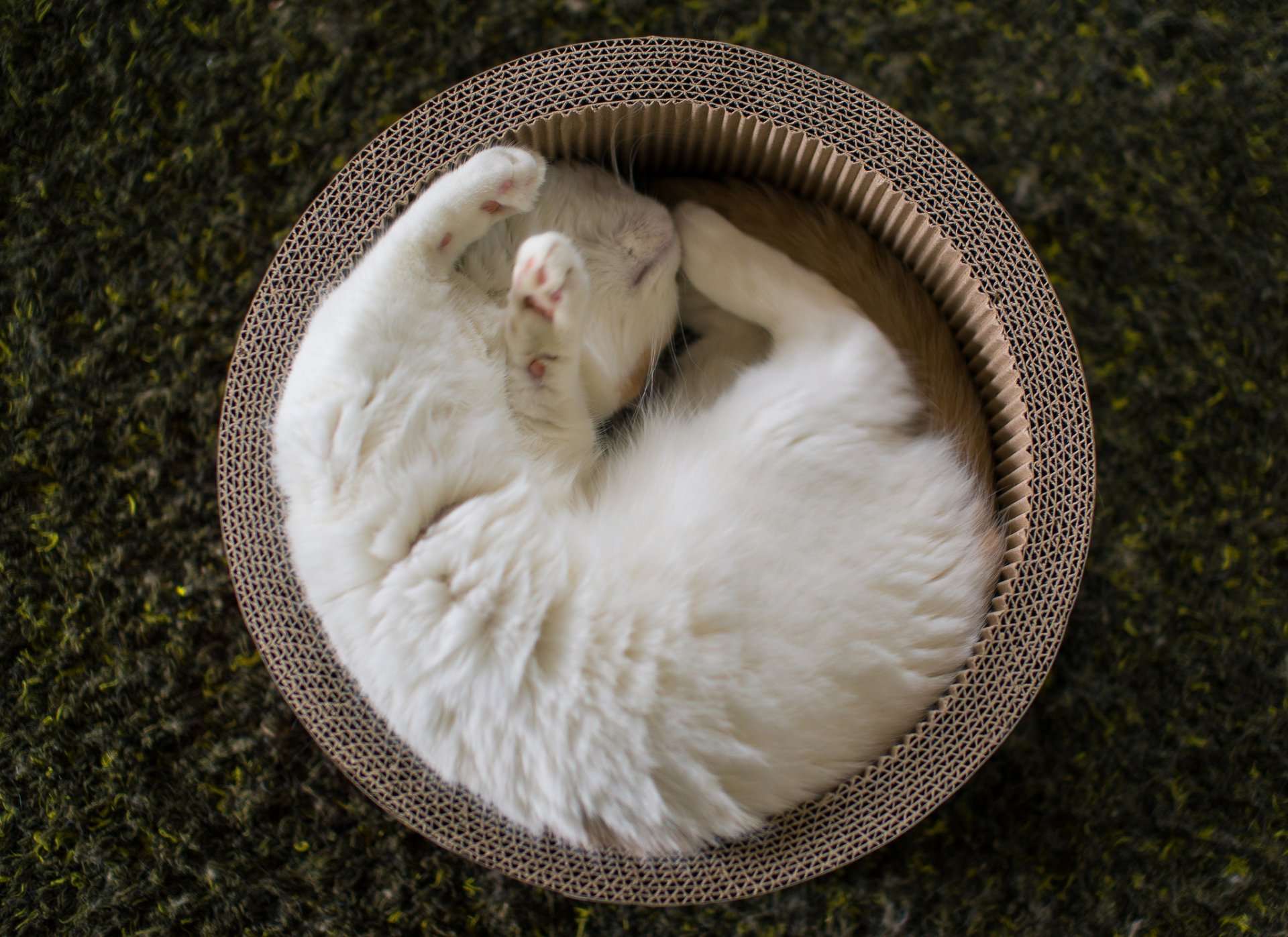 benjamin torod ben torod hannah cat basket sleep sleeping