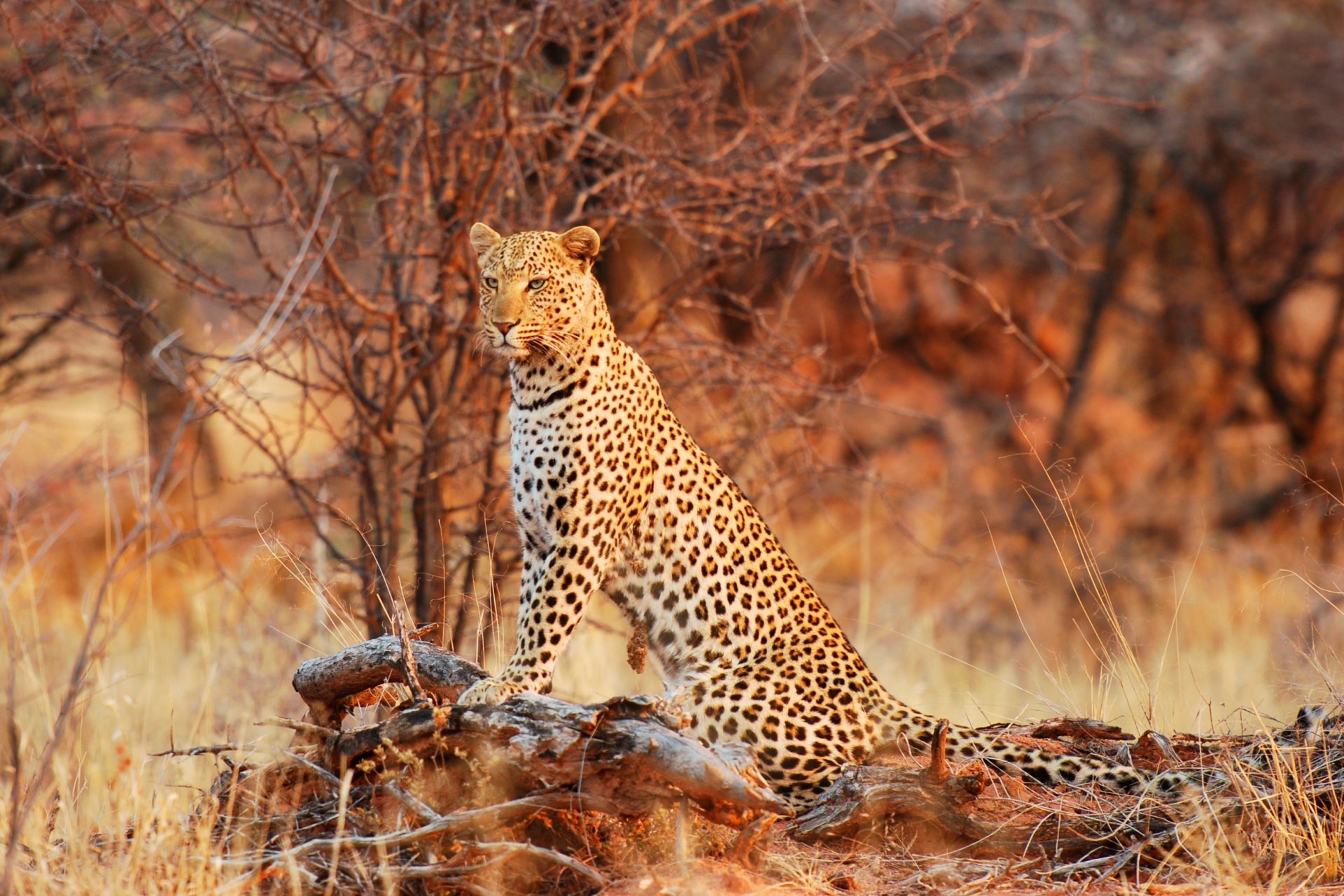 reine bush léopard faune