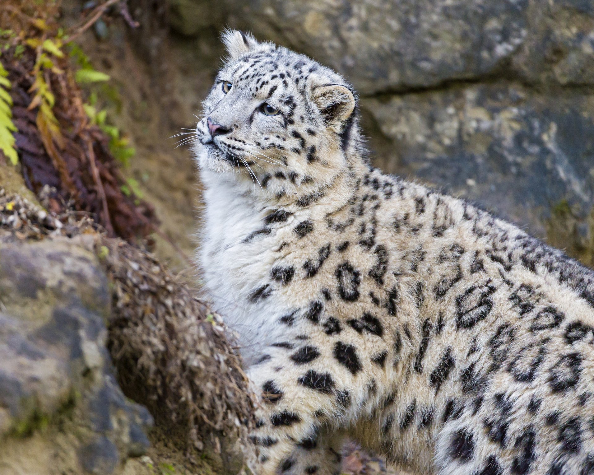 léopard des neiges irbis chat chaton regard ©tambako the jaguar