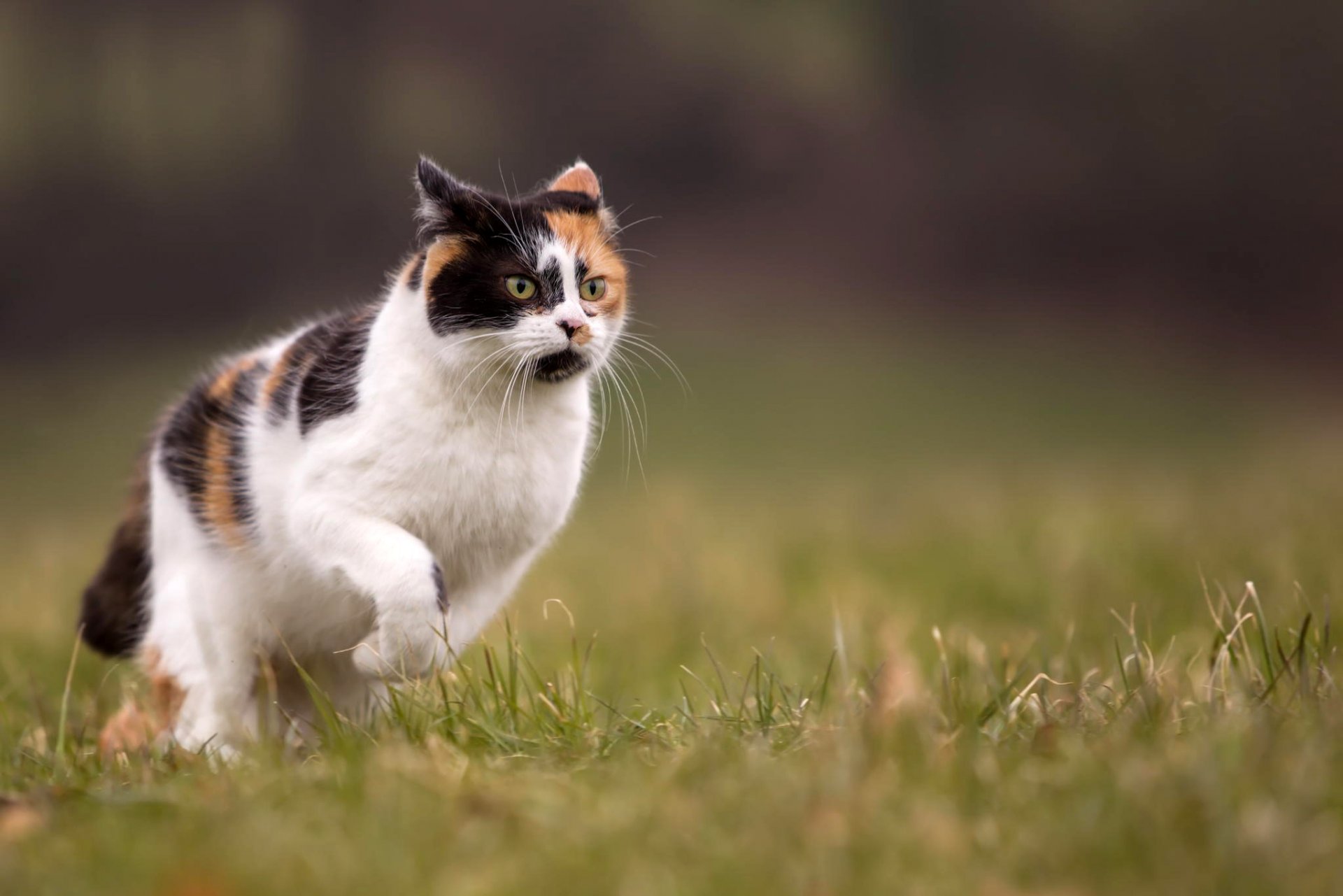 katze dreifarbig läuft natur gras sommer unschärfe