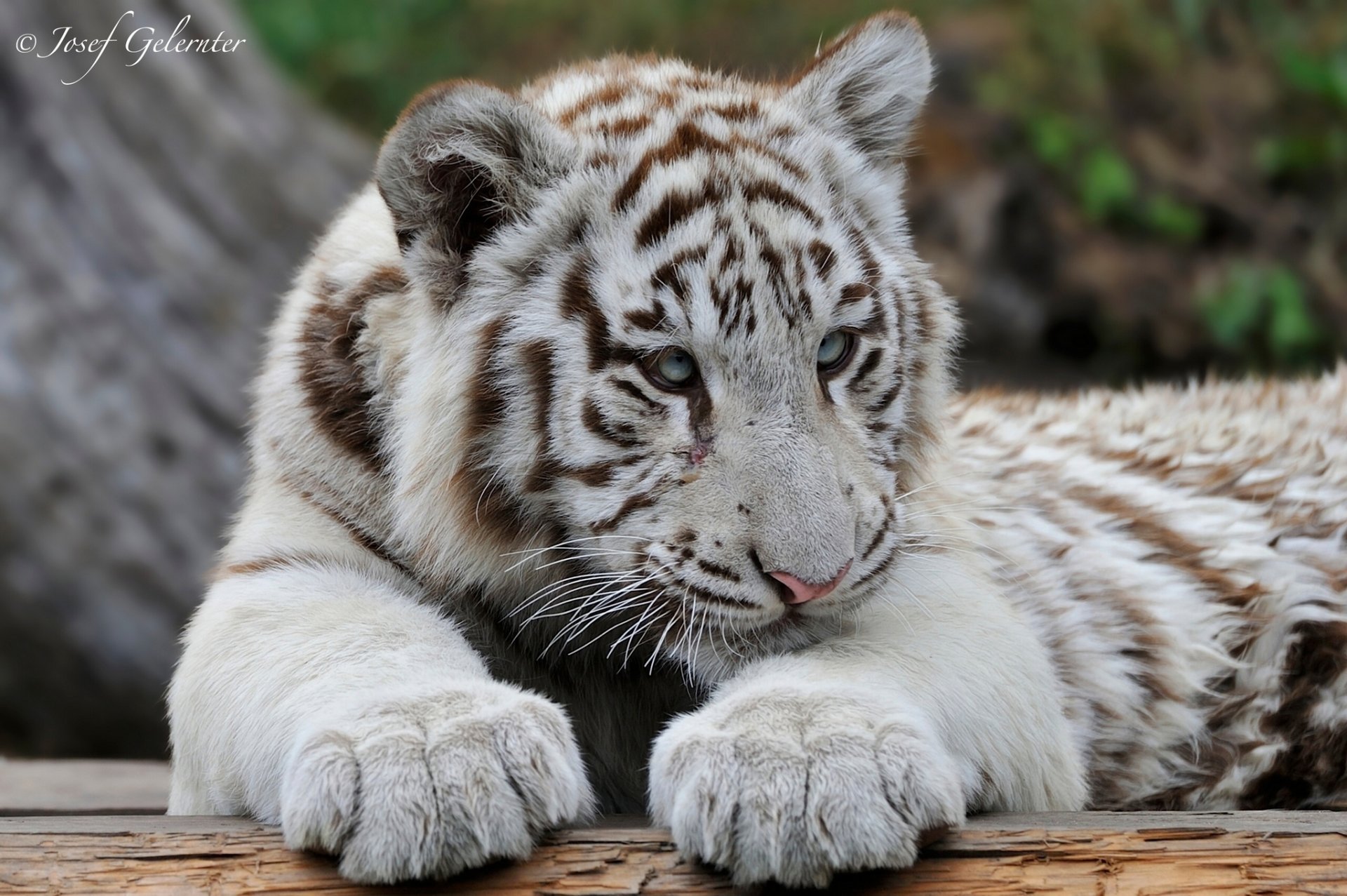 white tiger predator young tiger