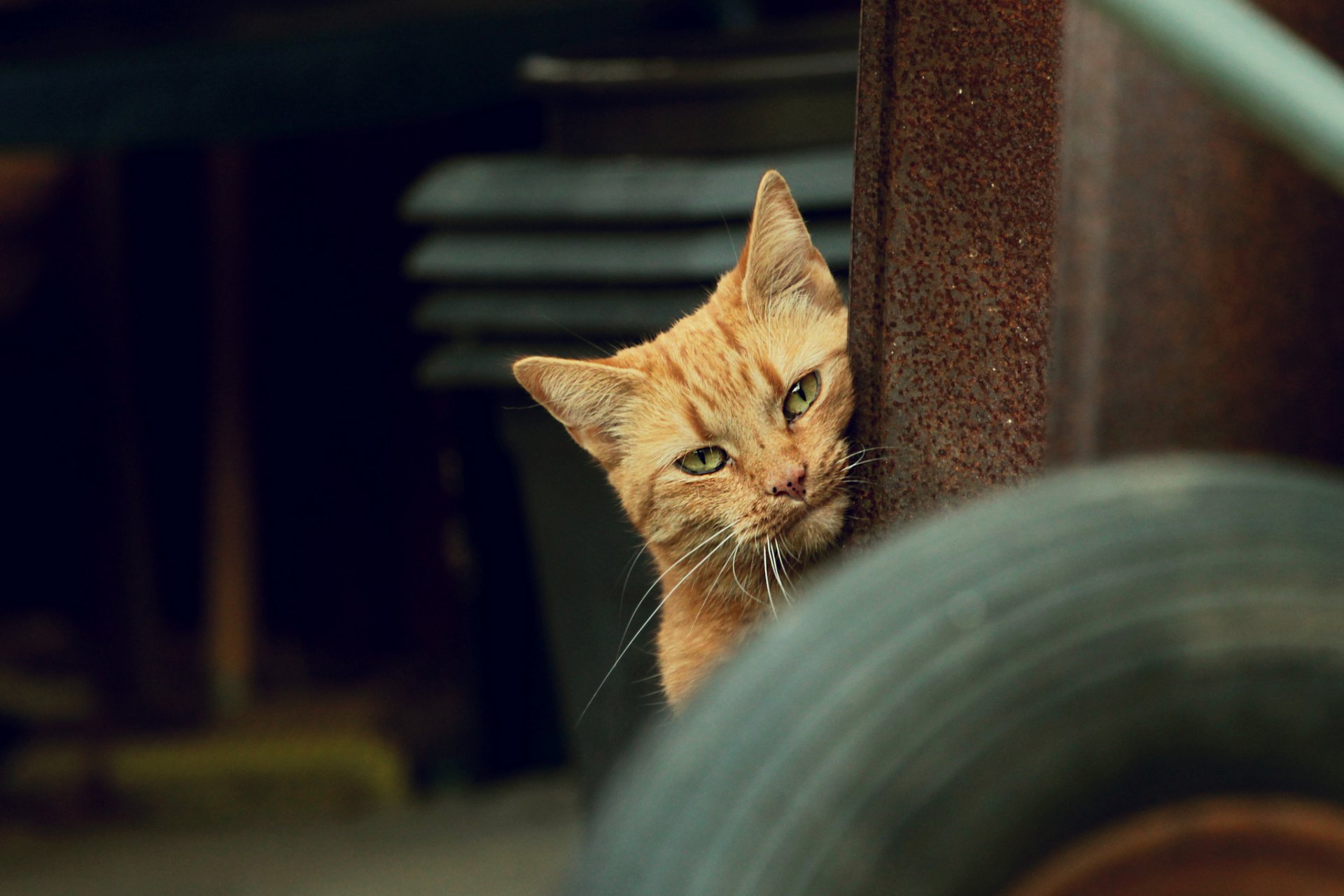 katze katze rot blick