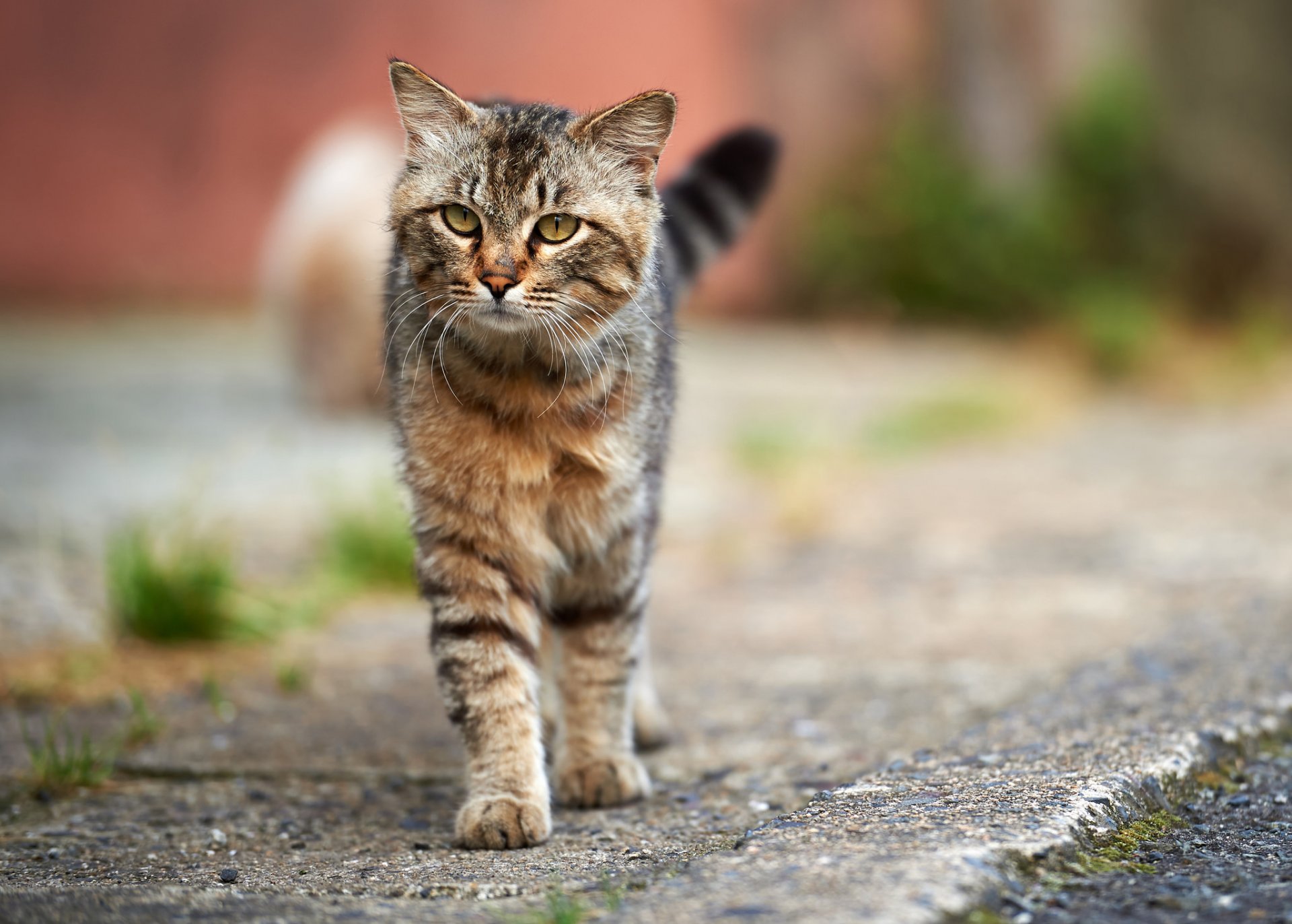 gatto grigio a strisce gatto strada asfalto