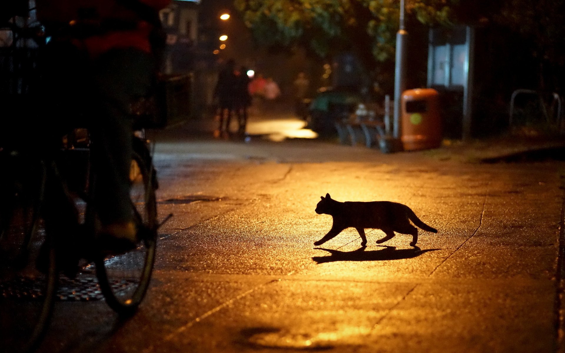 ville rue nuit lumières chat silhouette