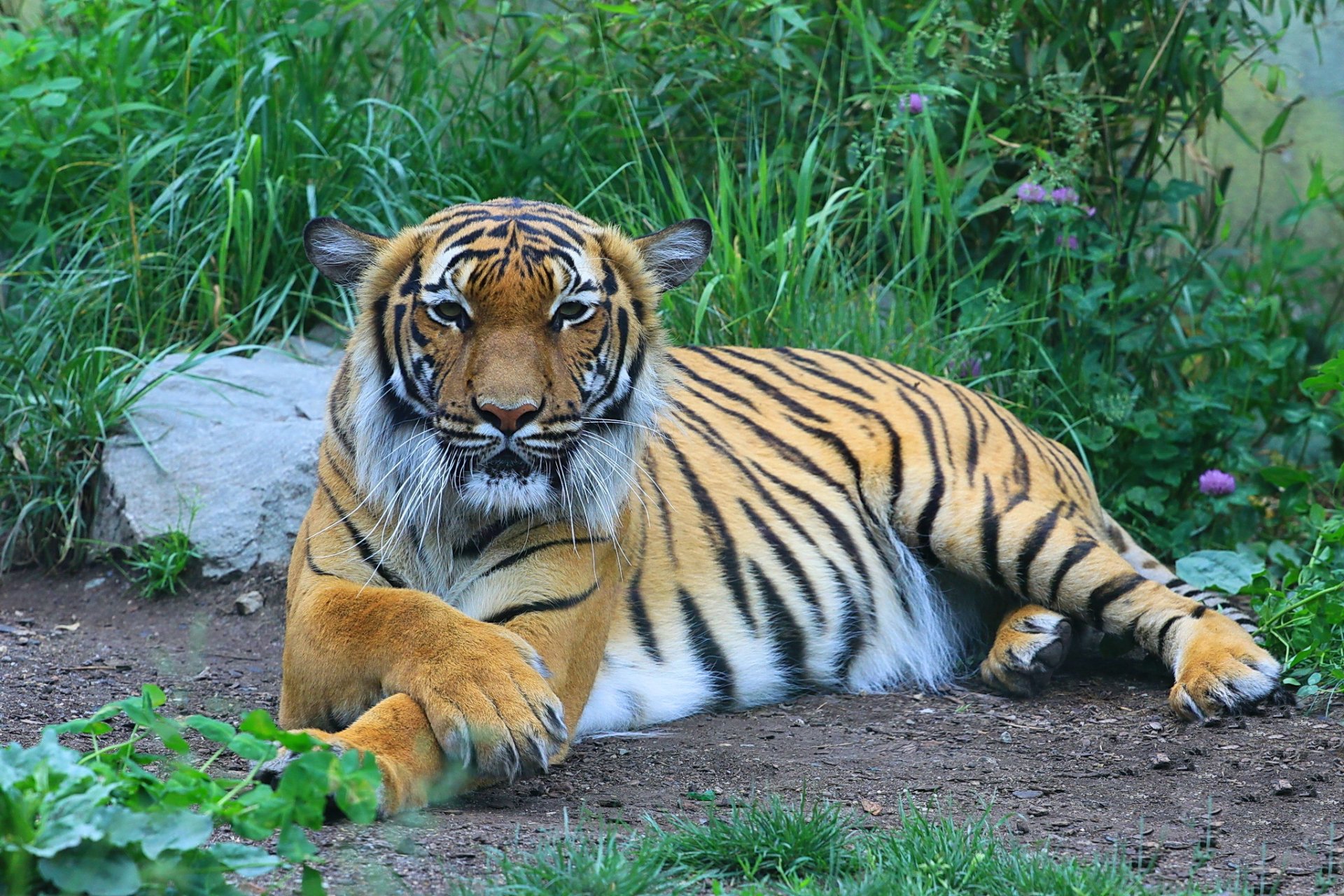 tiger ruhe blick raubtier pfoten gestreifte katze