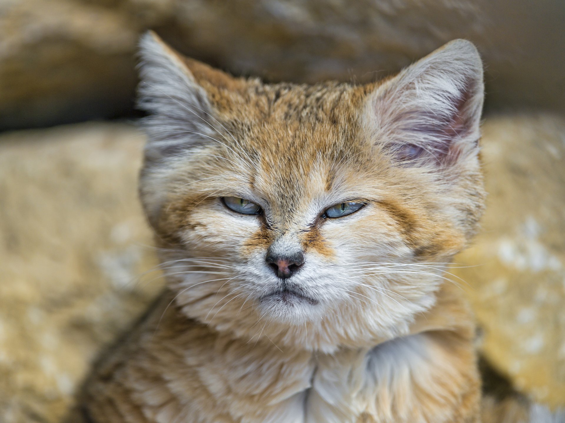 barkhans cat sand cat cat face © tambako the jaguar