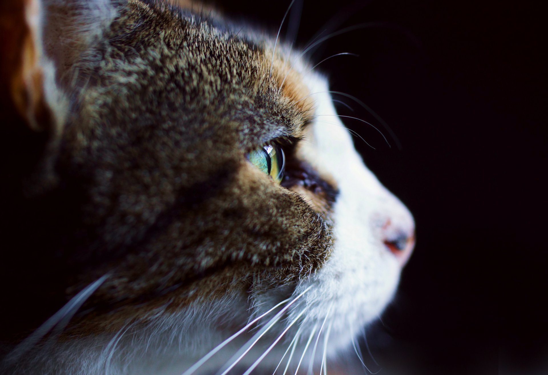 gato blanco y gris perfil fondo