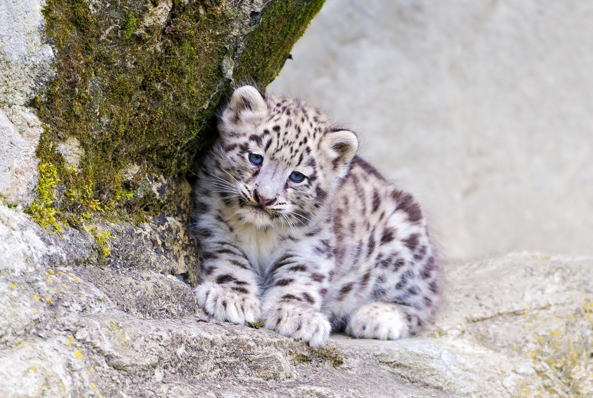 leopardo delle nevi irbis vista predatore