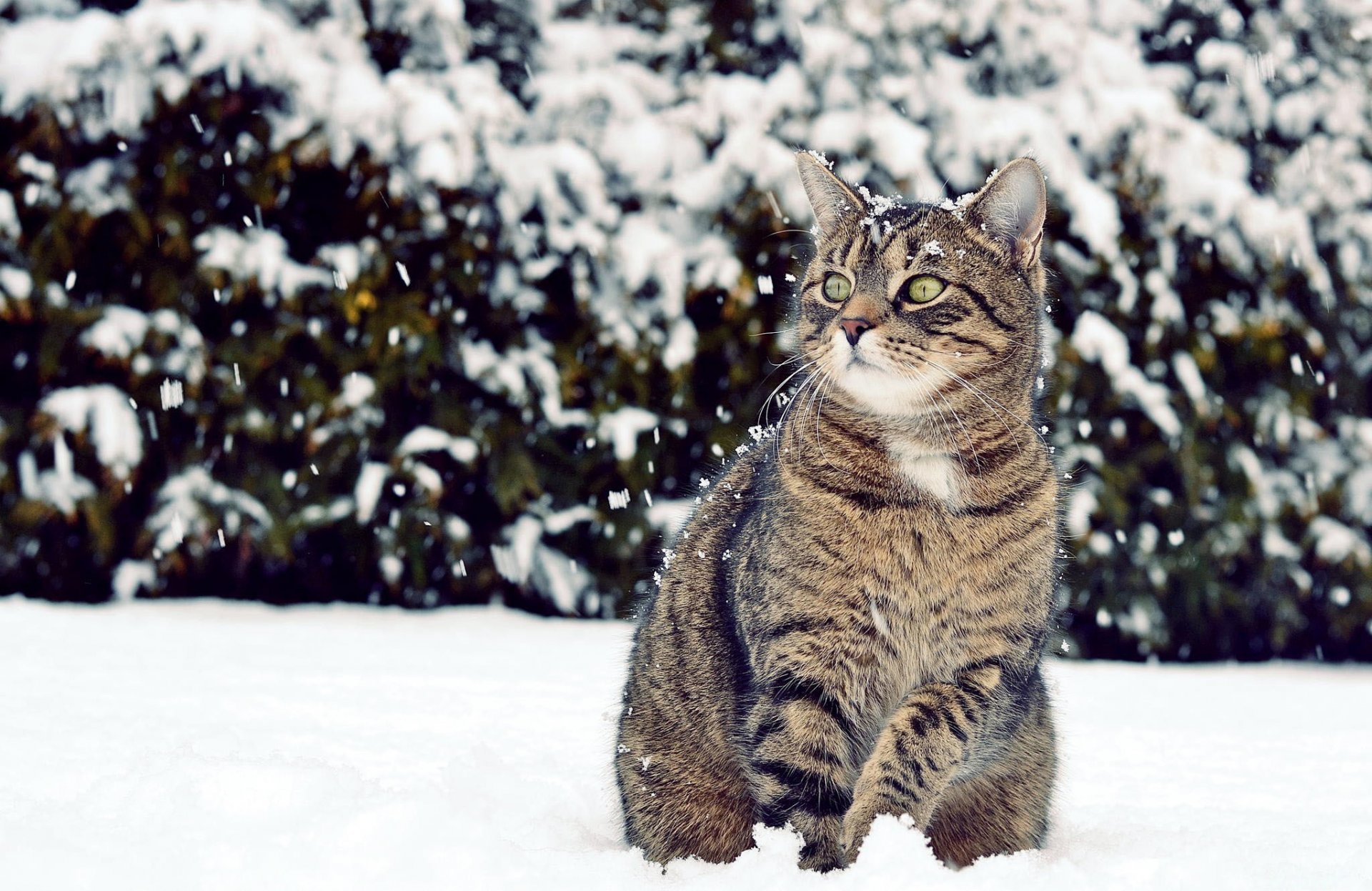 invierno nieve gato mirada mira