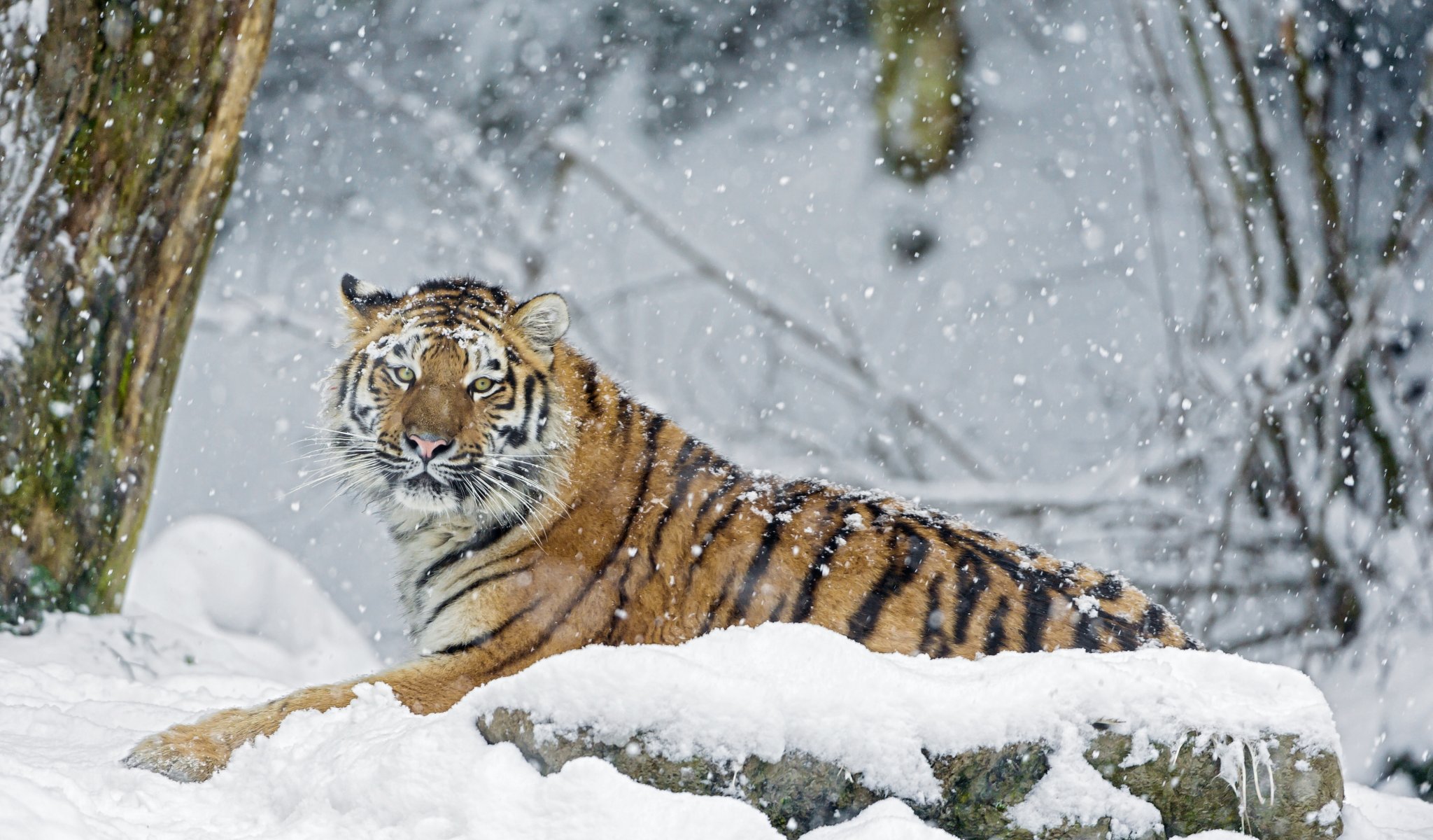 tiger winter snow stone predator