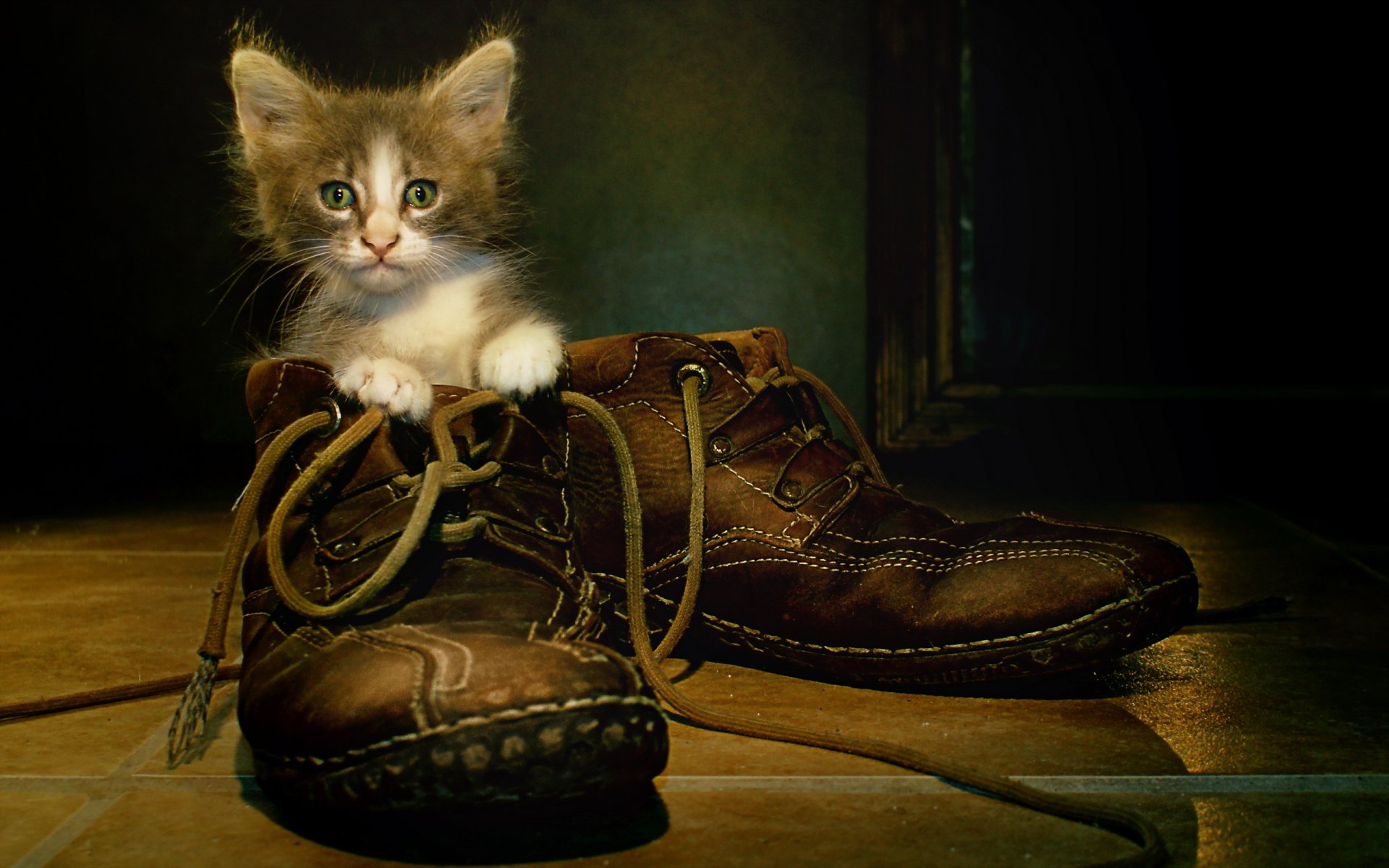 cat shoes background