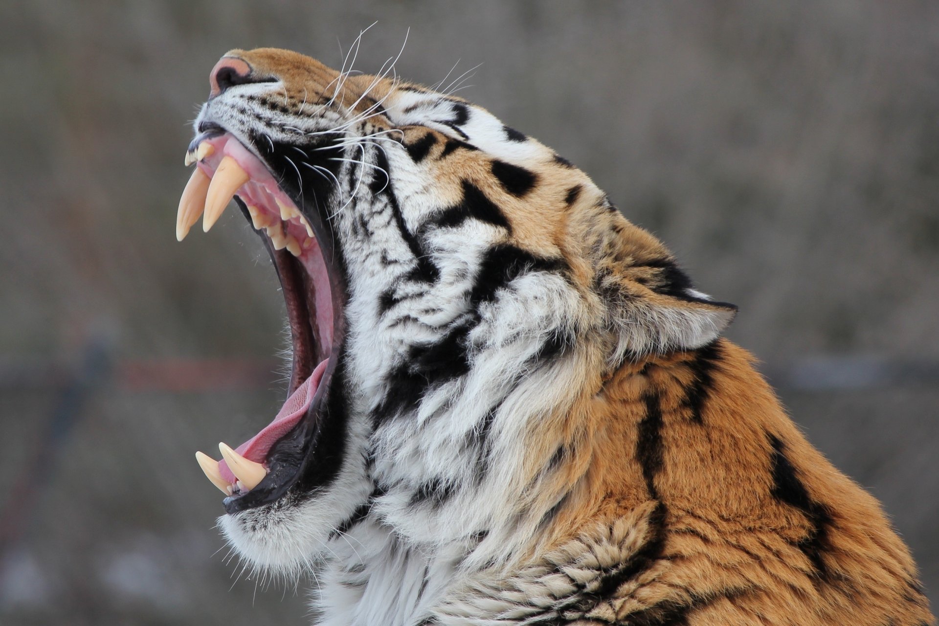 tigre de l amour chat sauvage prédateur museau profil bâillements gueule crocs