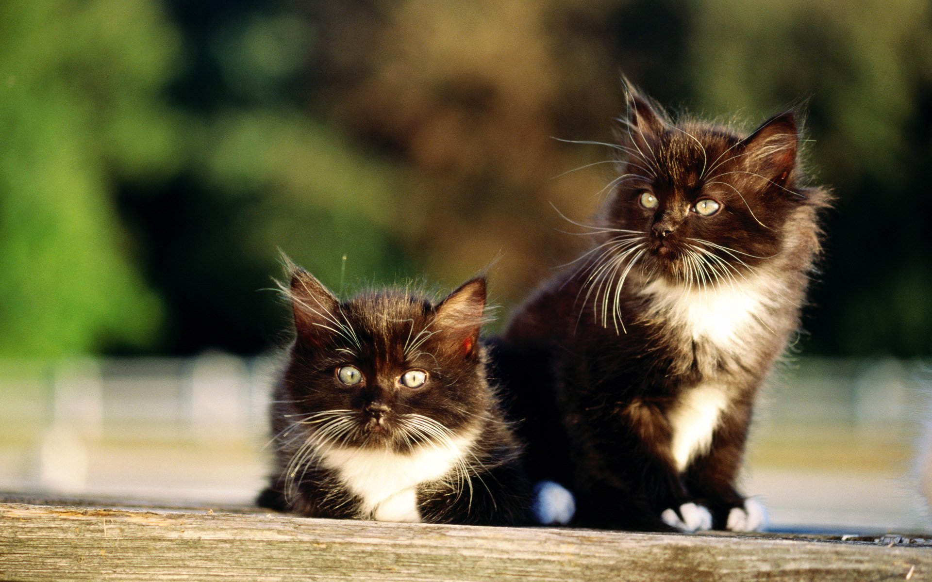 katze kätzchen katze muschi muschi zwei