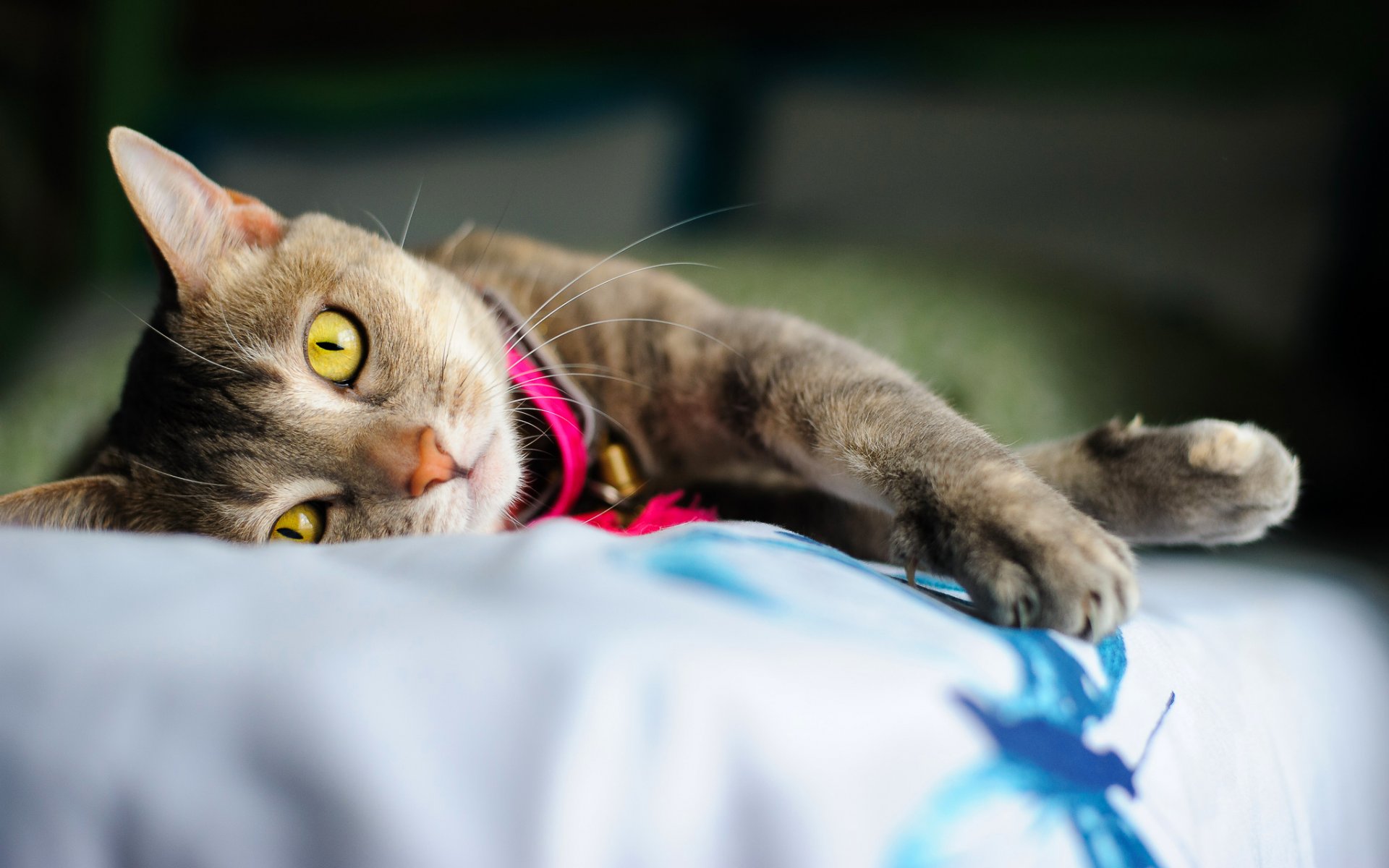 cat is feet claws eyes yellow necklace