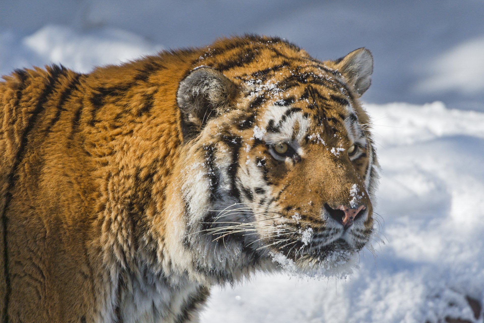 tigre museau neige chat regard tigre de l amour hiver ©tambako the jaguar