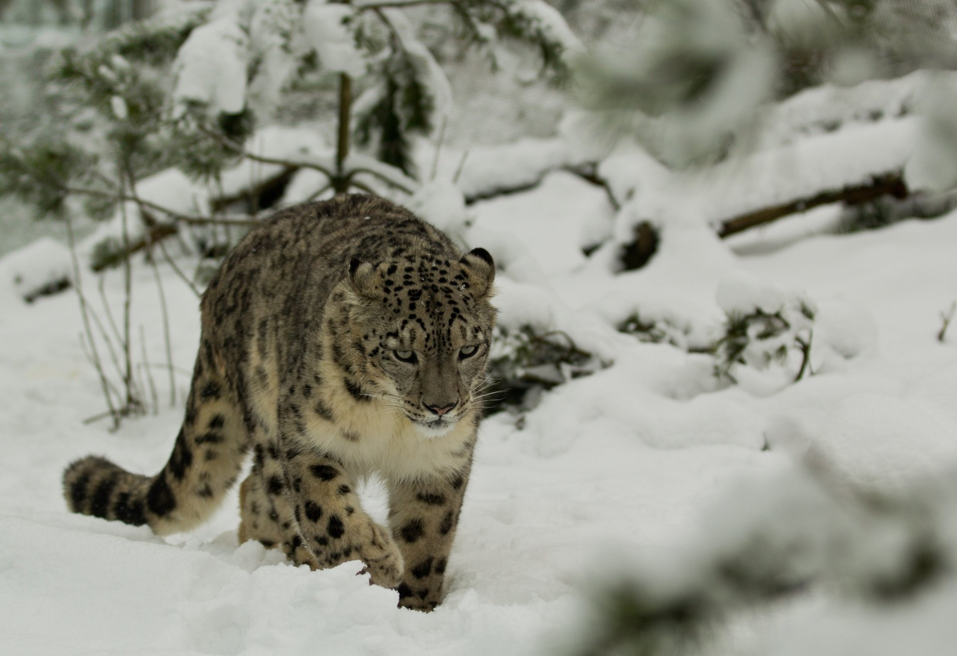 léopard des neiges irbis chat sauvage hiver neige