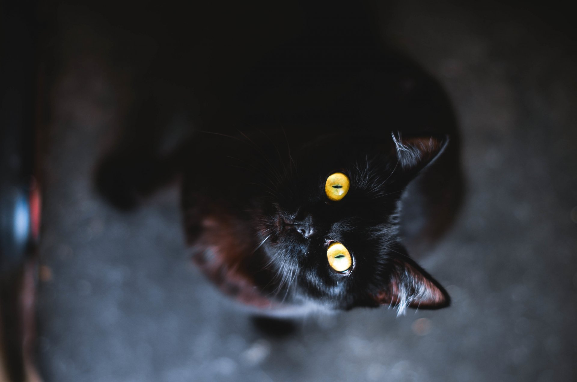 gatto occhi giallo nero animale lana