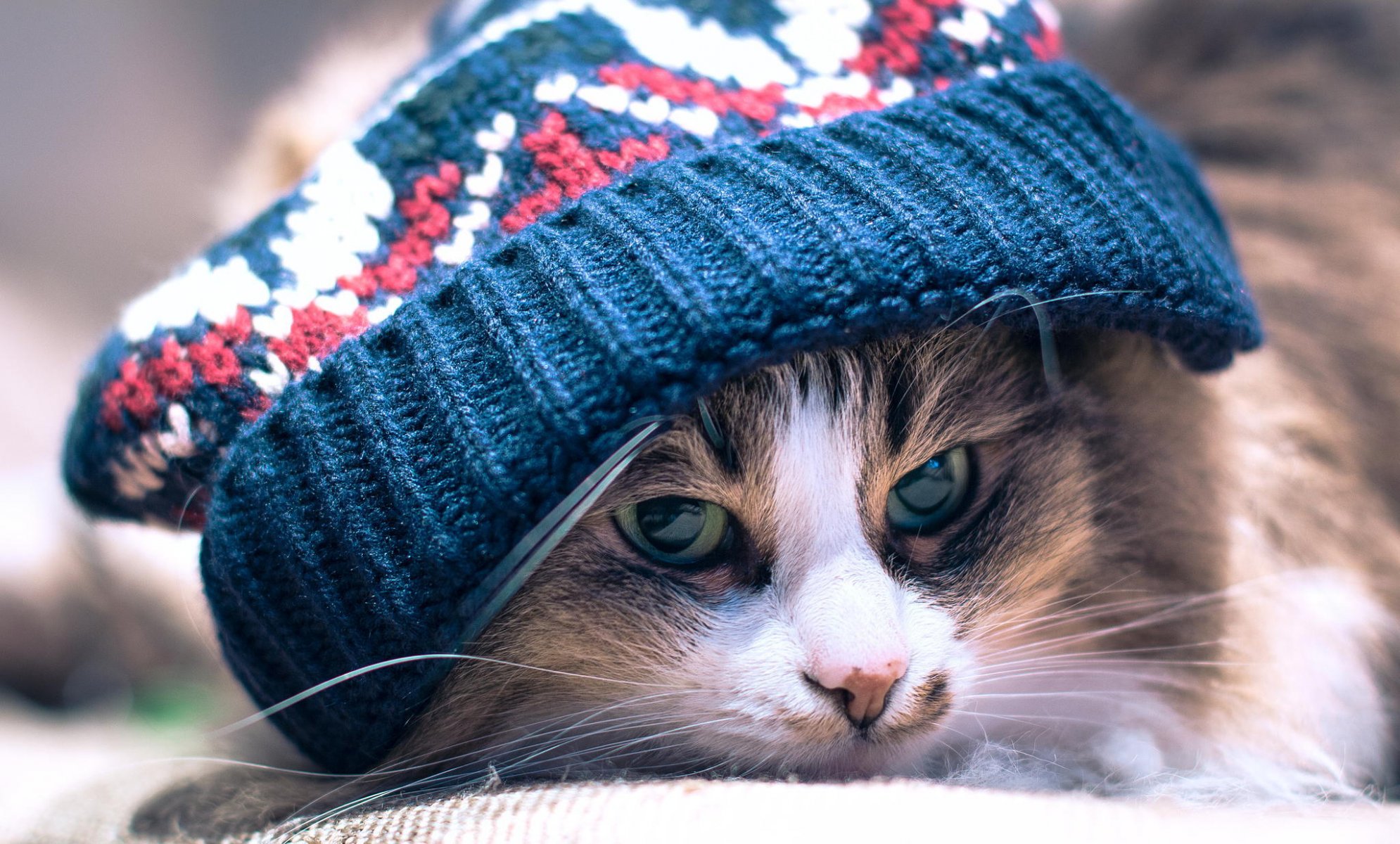 Кот в кепке и шарфе