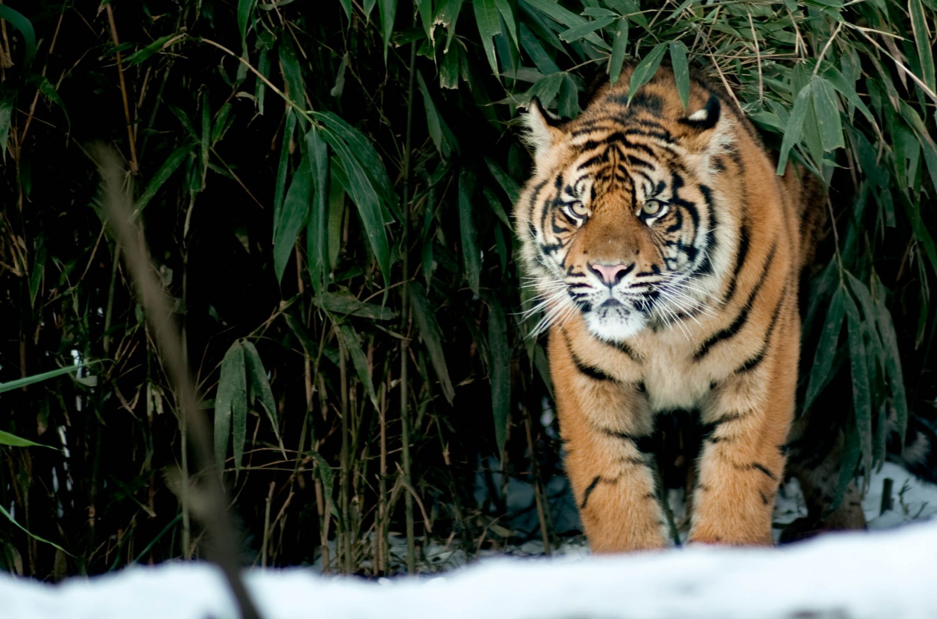 tiger schnee blick katze