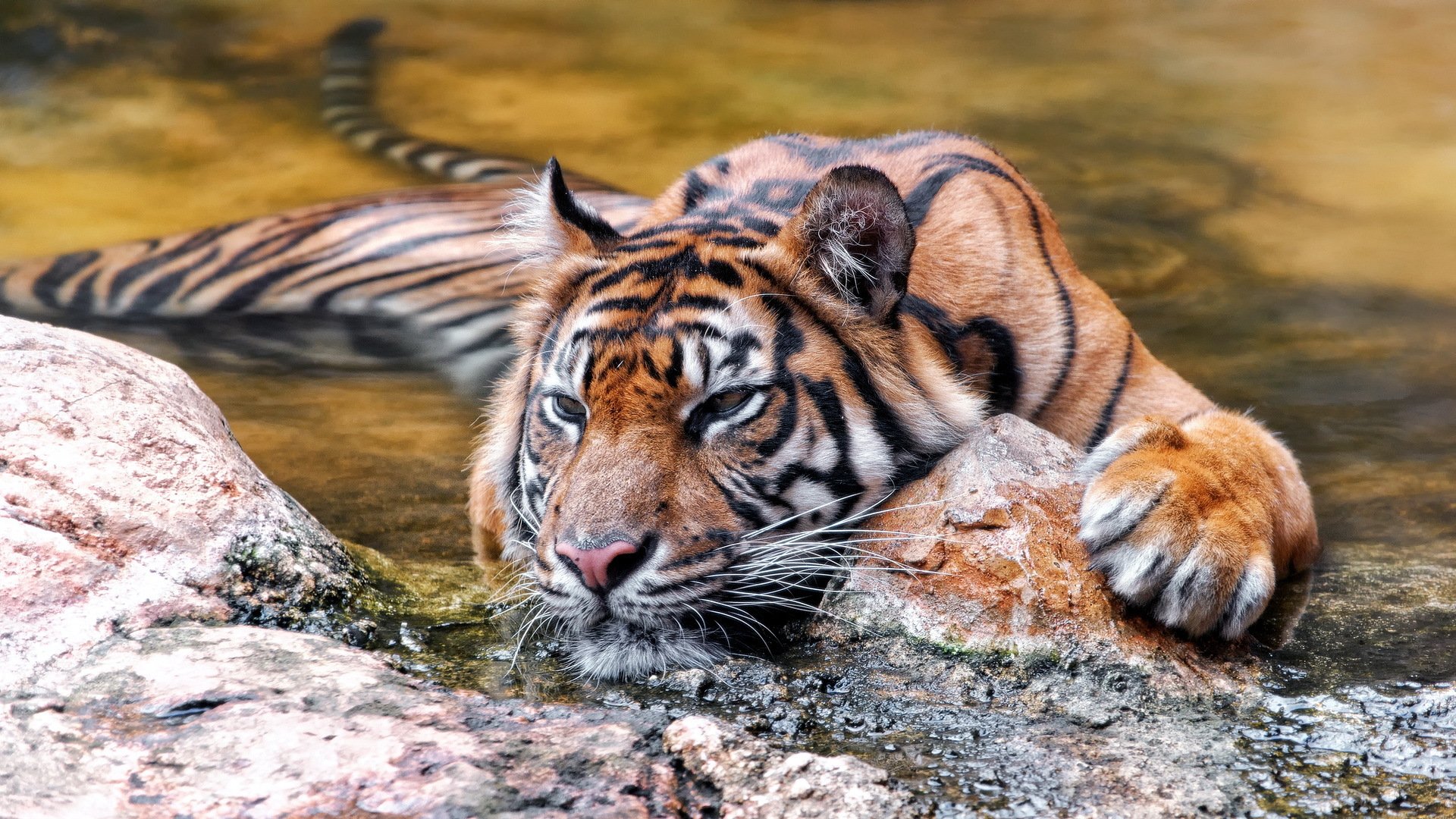 tigre naturaleza fondo