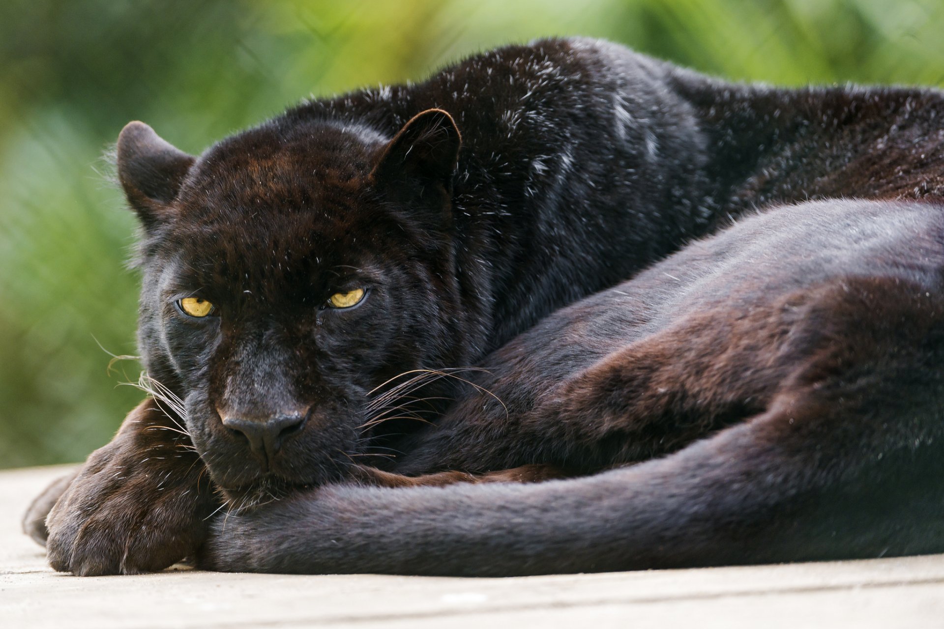 leopard schwarz panther katze ©tambako der jaguar