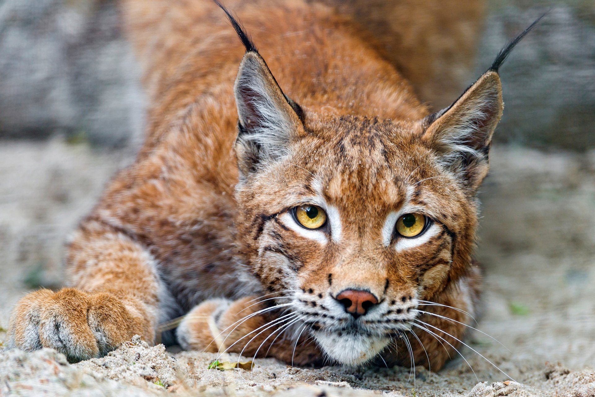 lynx predator cat view eyes yellow