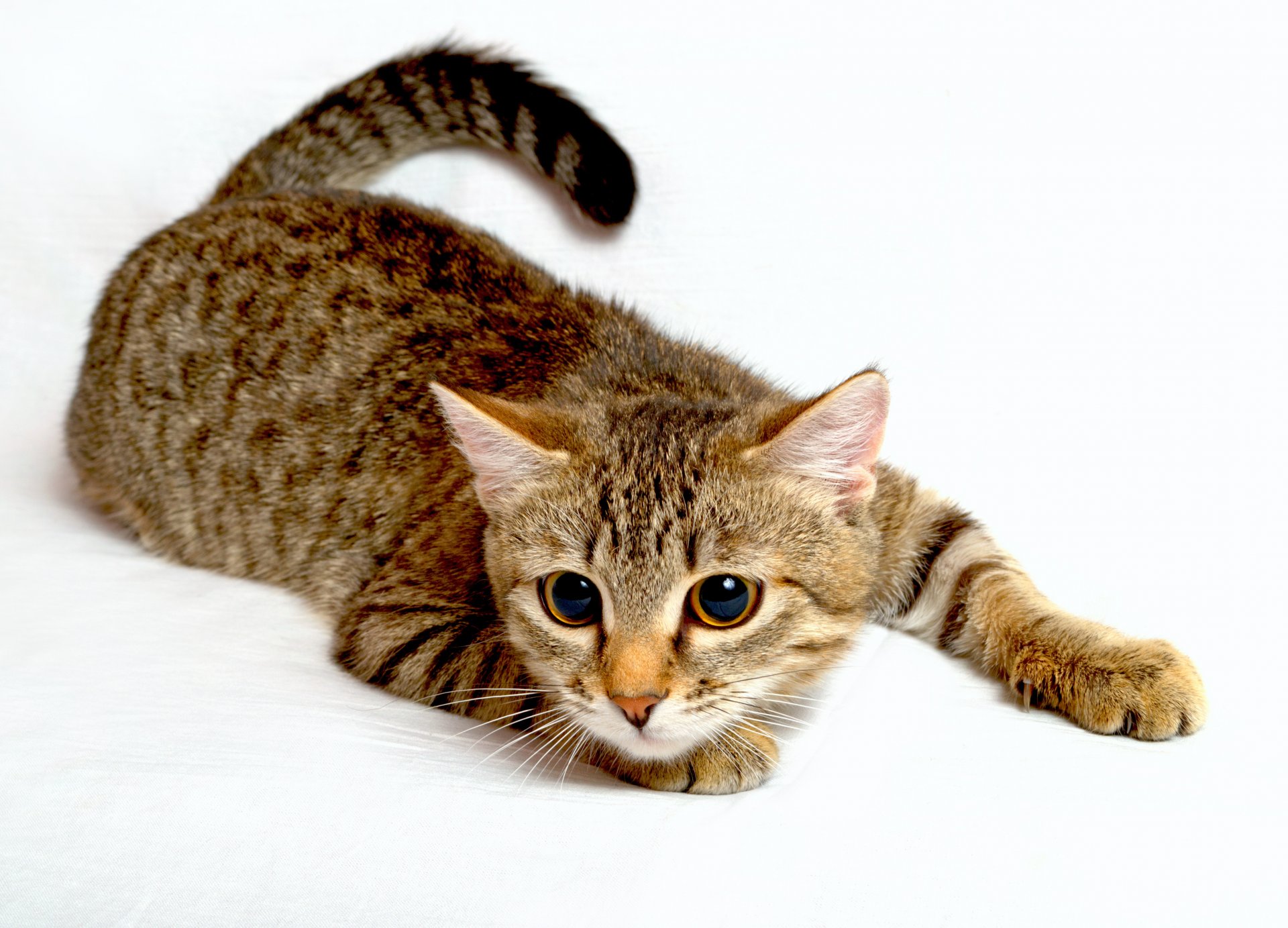 tier katze große augen blick pfoten schwanz weißer hintergrund