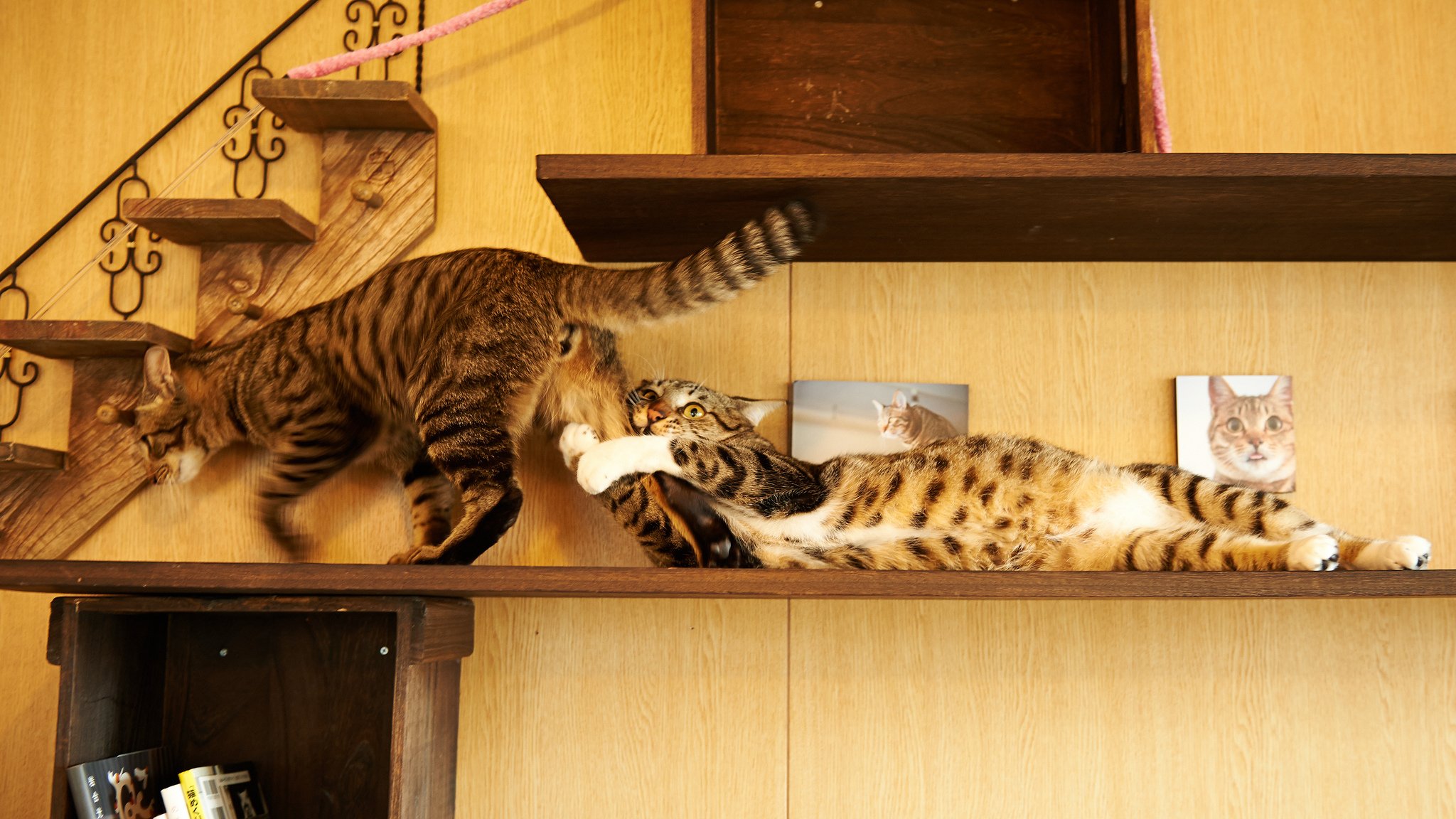 cats cat house shelf game