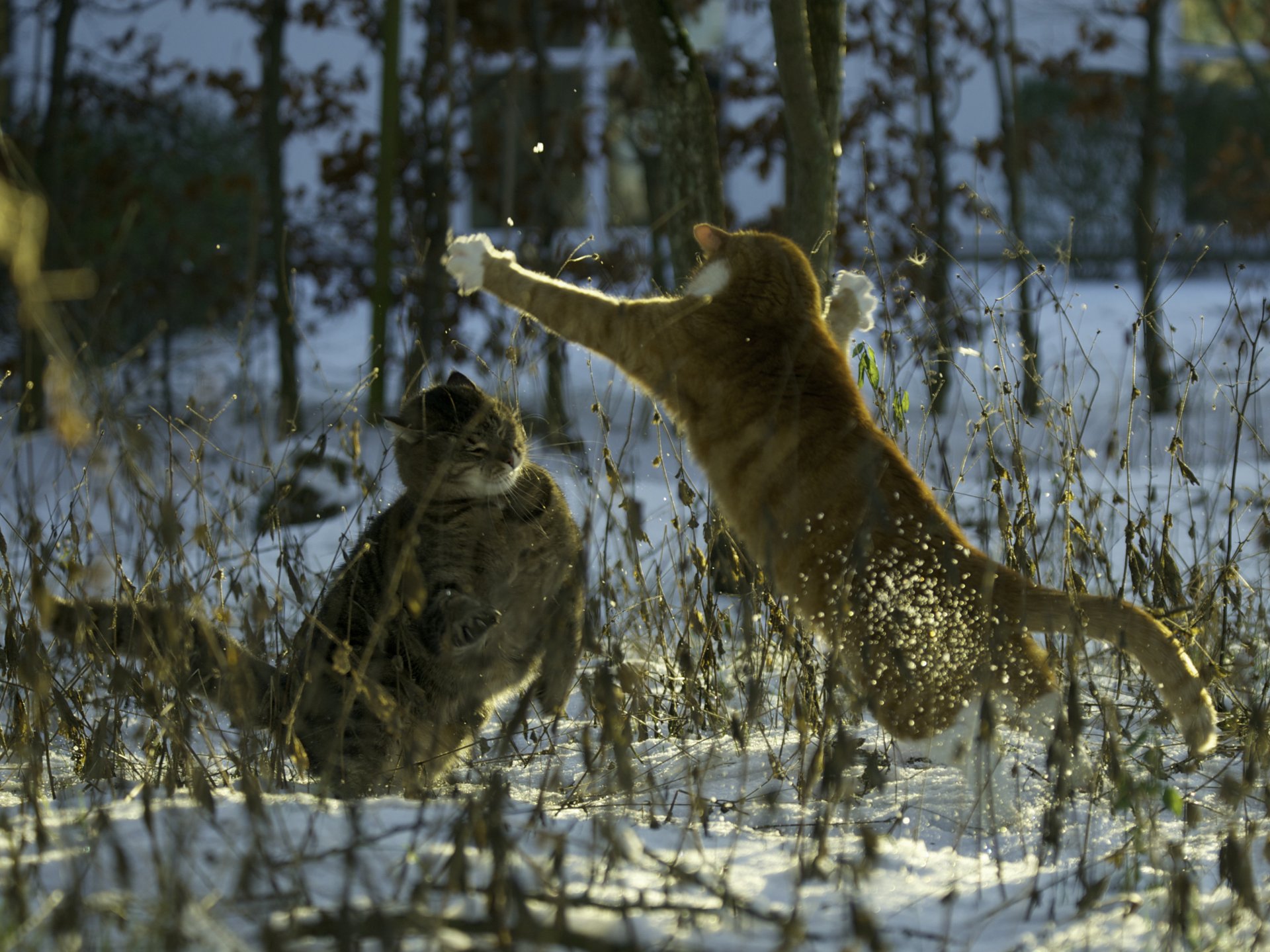 stuoie & amp; muffi gatto gatti gatti lotta neve sera inverno