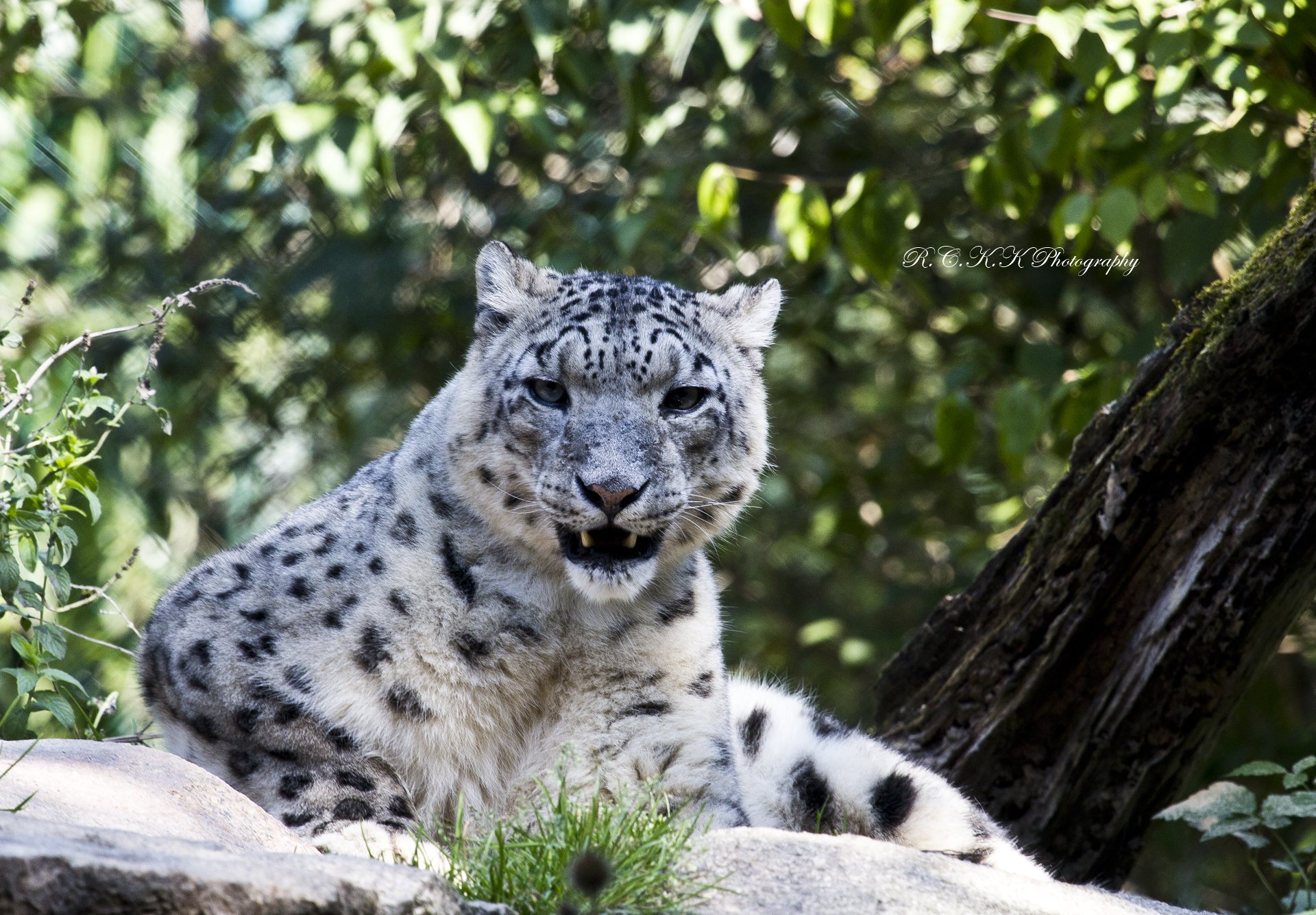 leopardo delle nevi irbis vista predatore riposo pietra