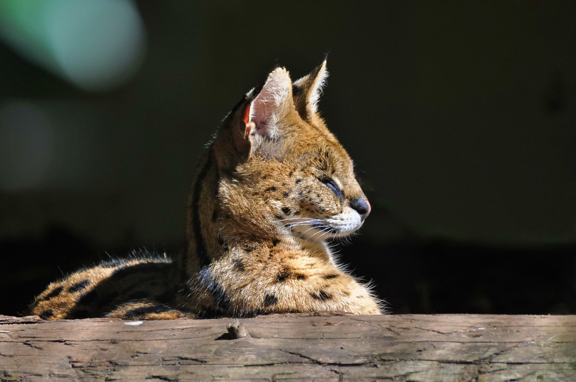 serval żbik profil pysk drapieżnik