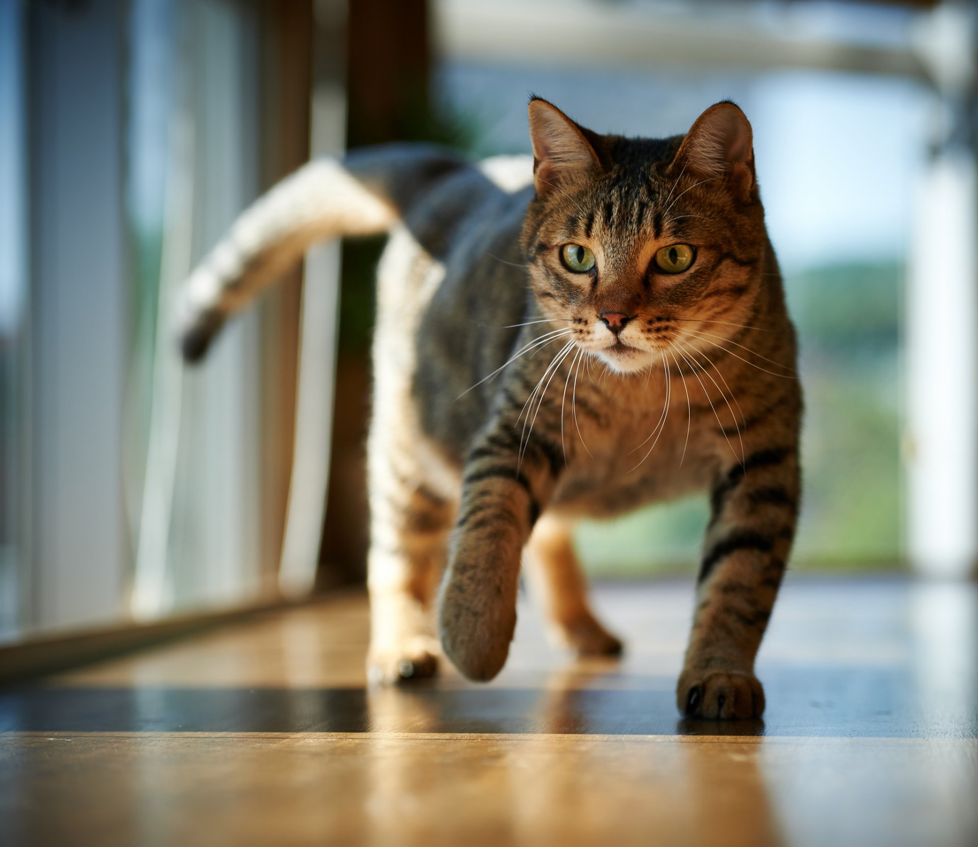 chat chat plancher chambre soleil