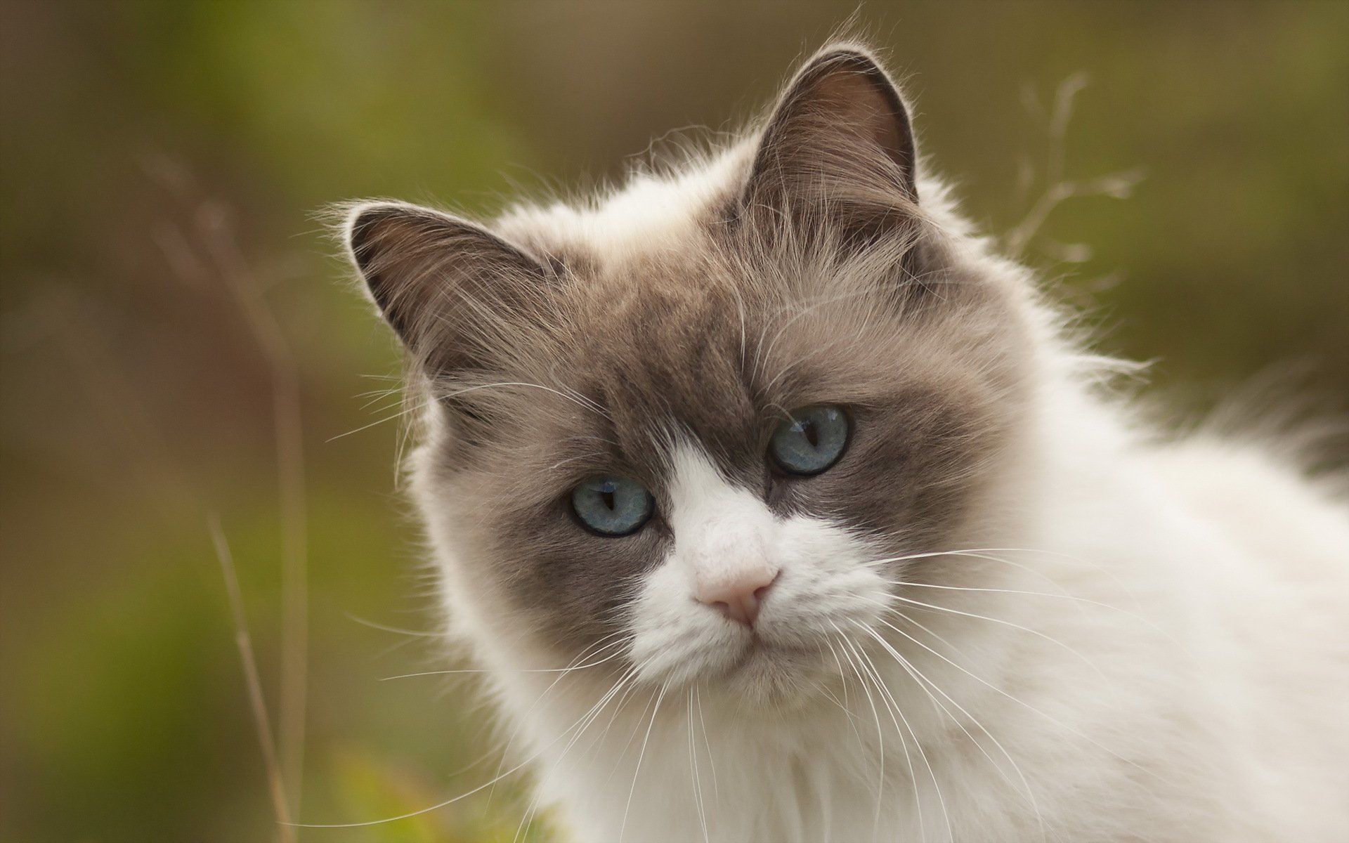 chat nature fond