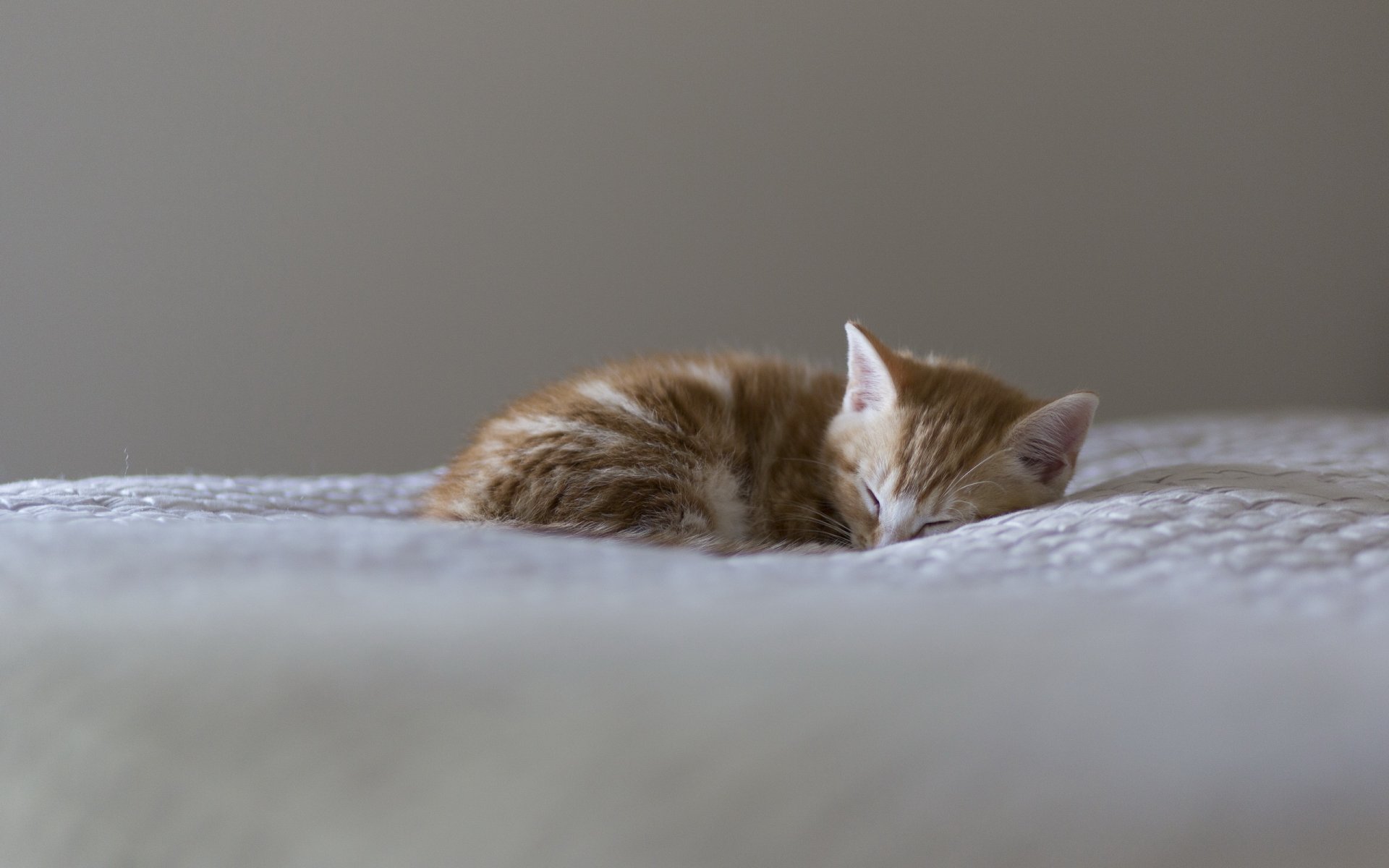 chat maison fond